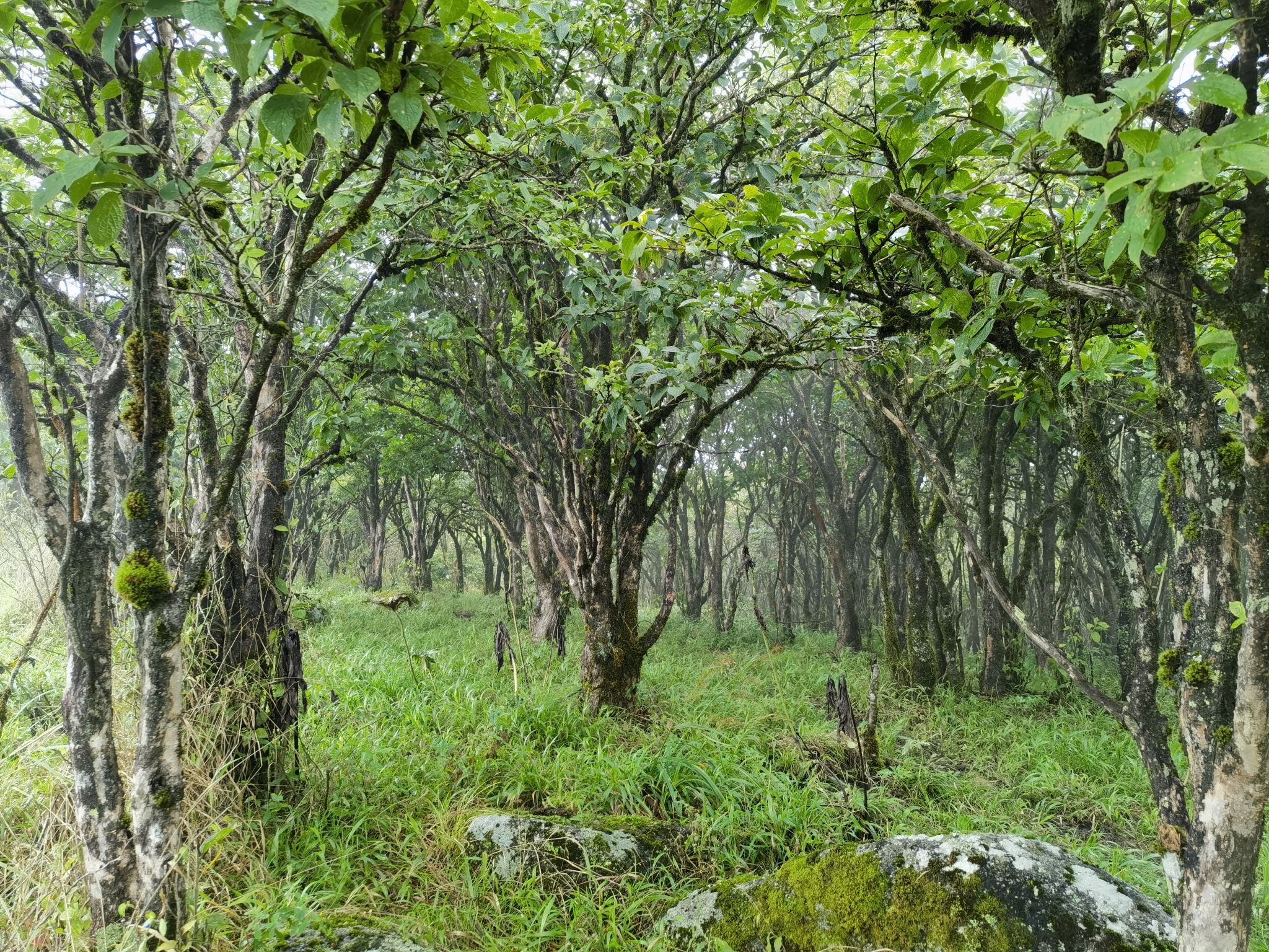 阡陌村南风面旅游广场