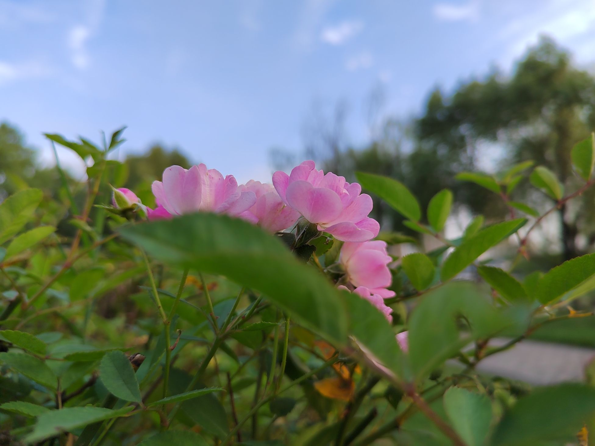 明镜湖公园旅行图片