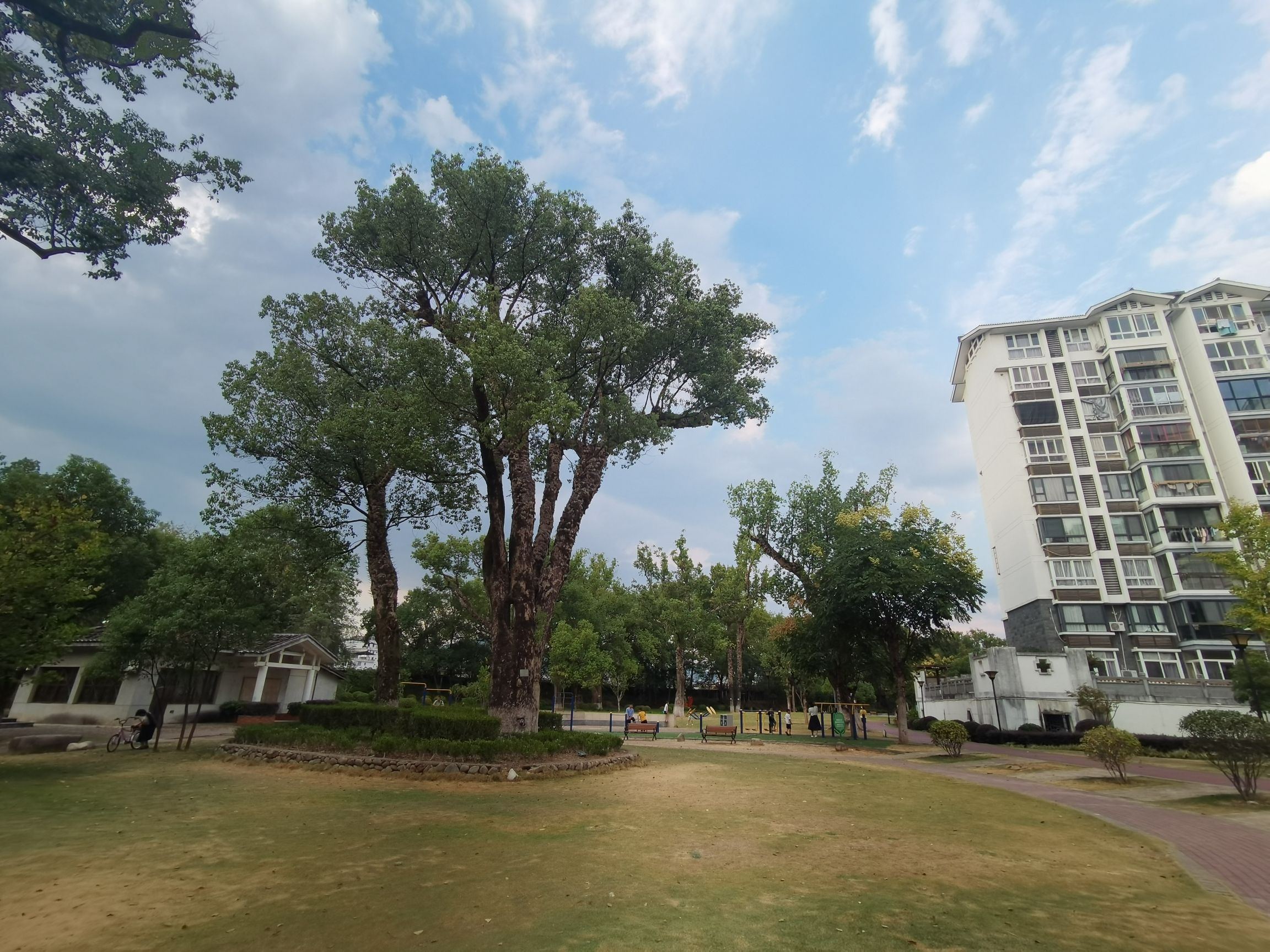 樟树公园
