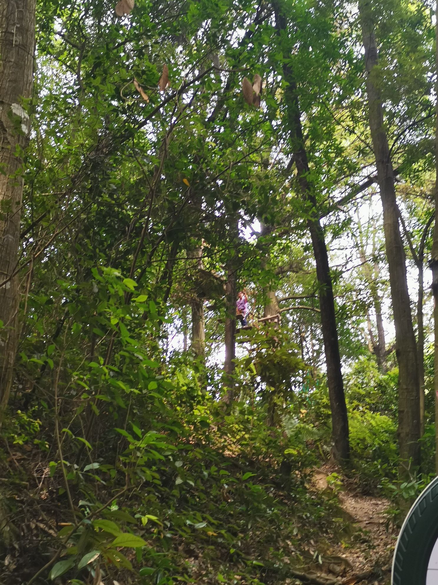 大荫山丛林飞越探险乐园旅行图片
