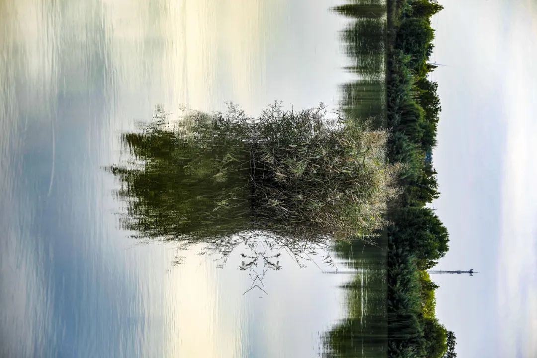 凤湖湿地