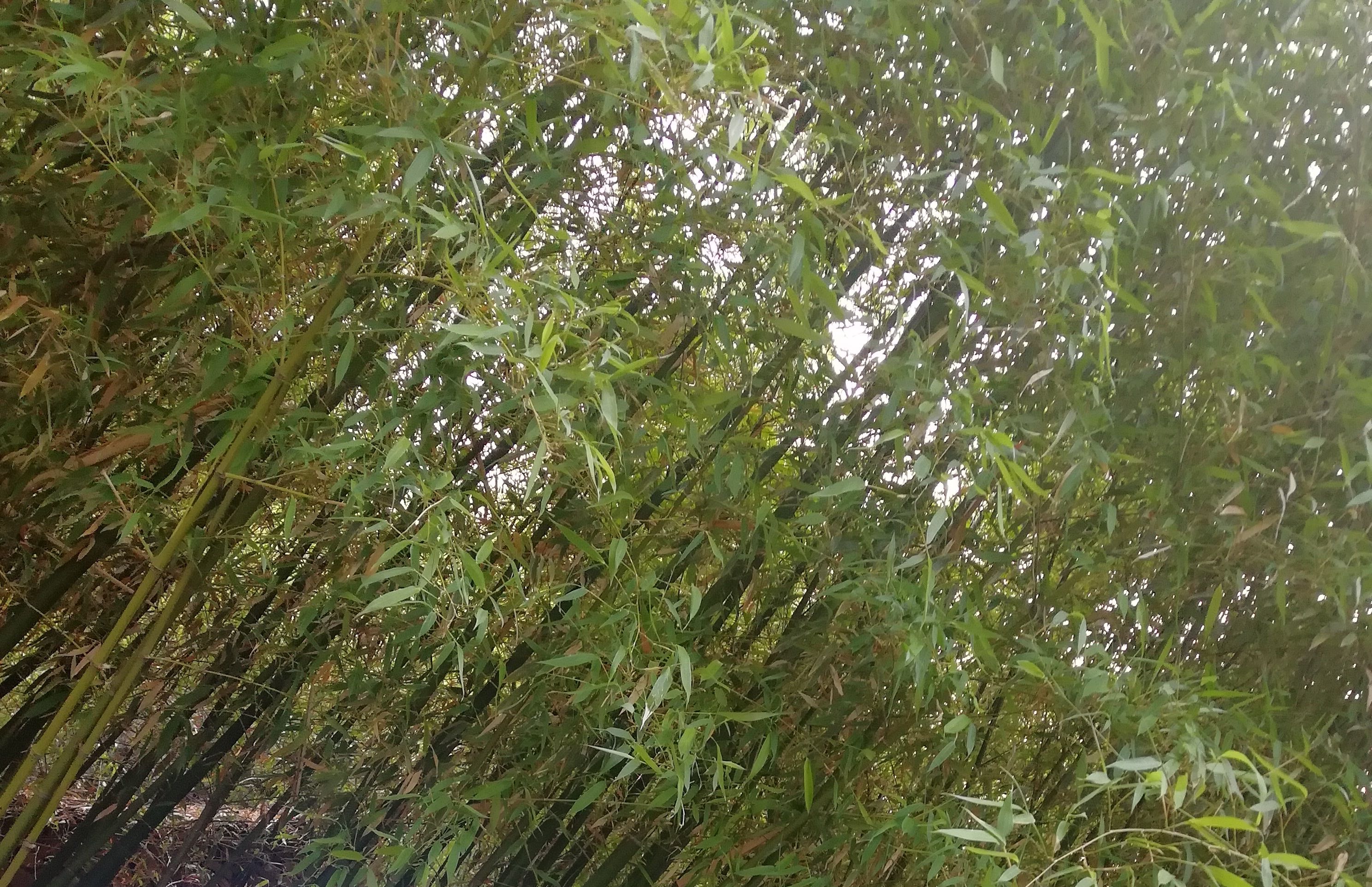 北月湾景区