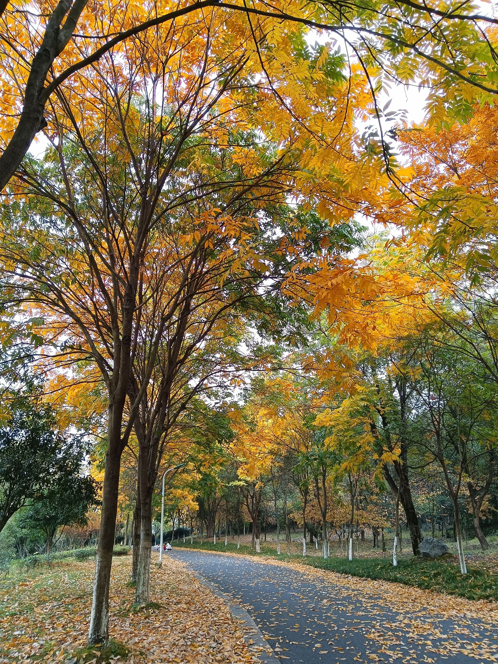 宜阳森林公园旅行图片