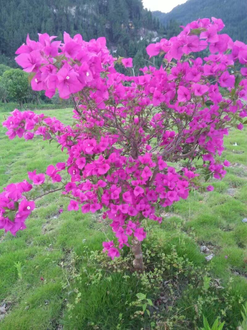 百花谷