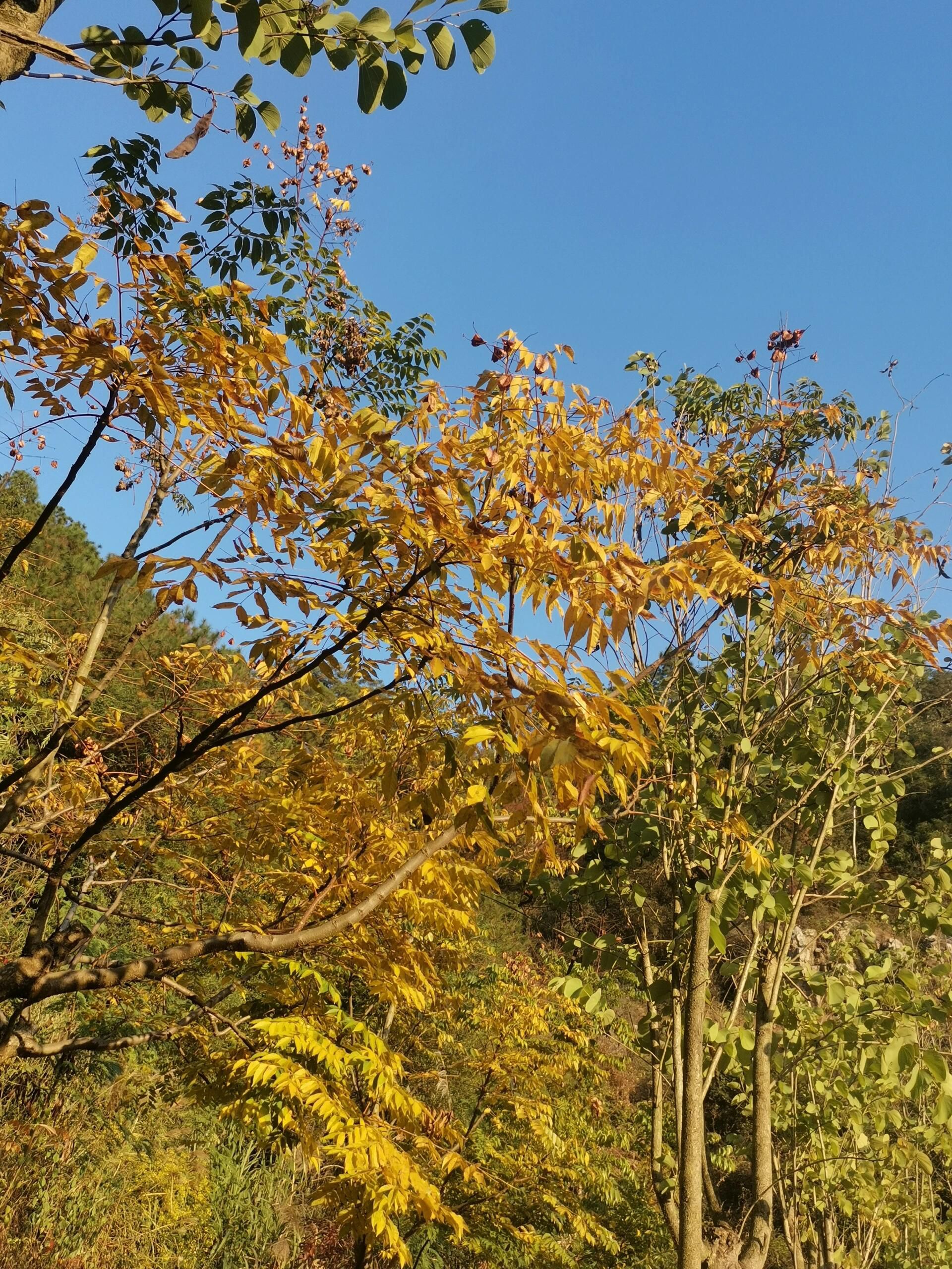 玉融山公园