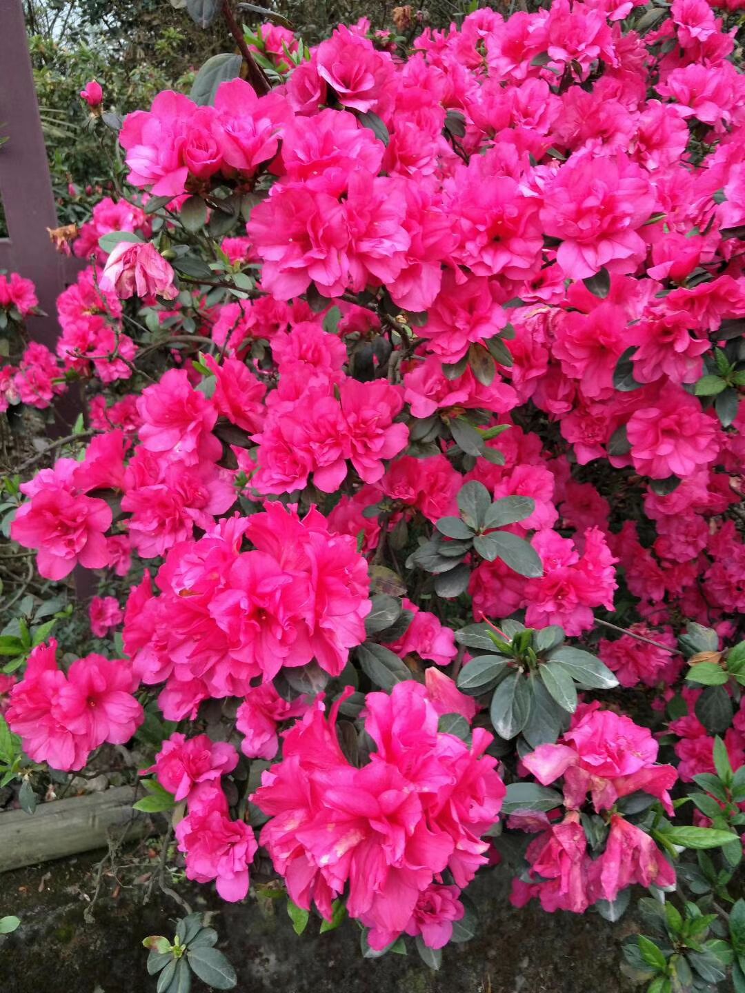 街子忙城杜鹃花公园