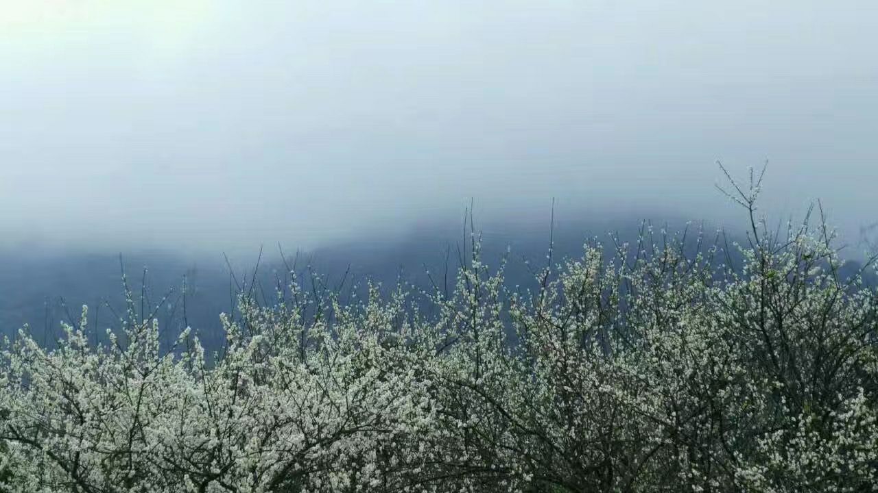 梅花观赏区