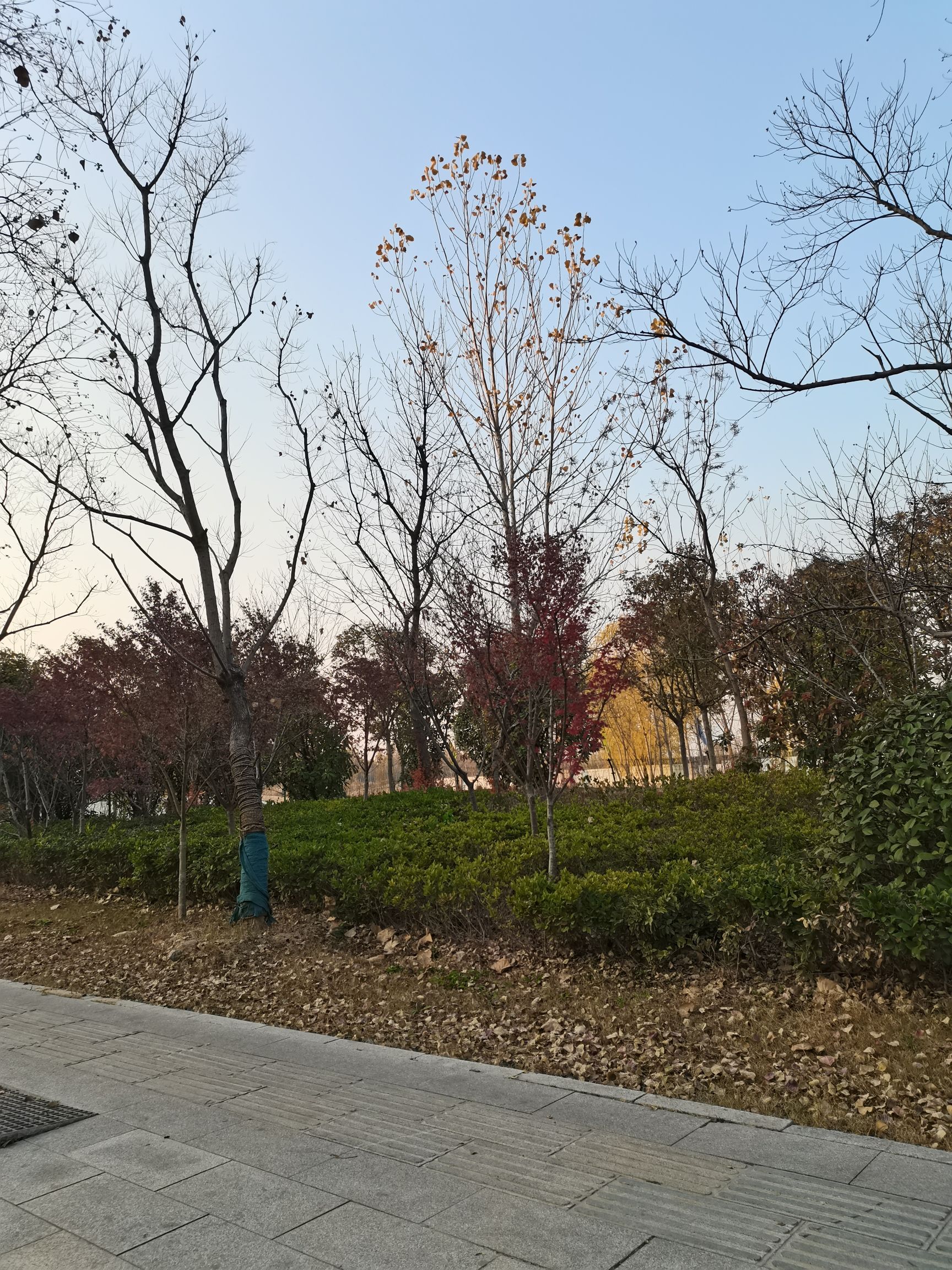 青山公园