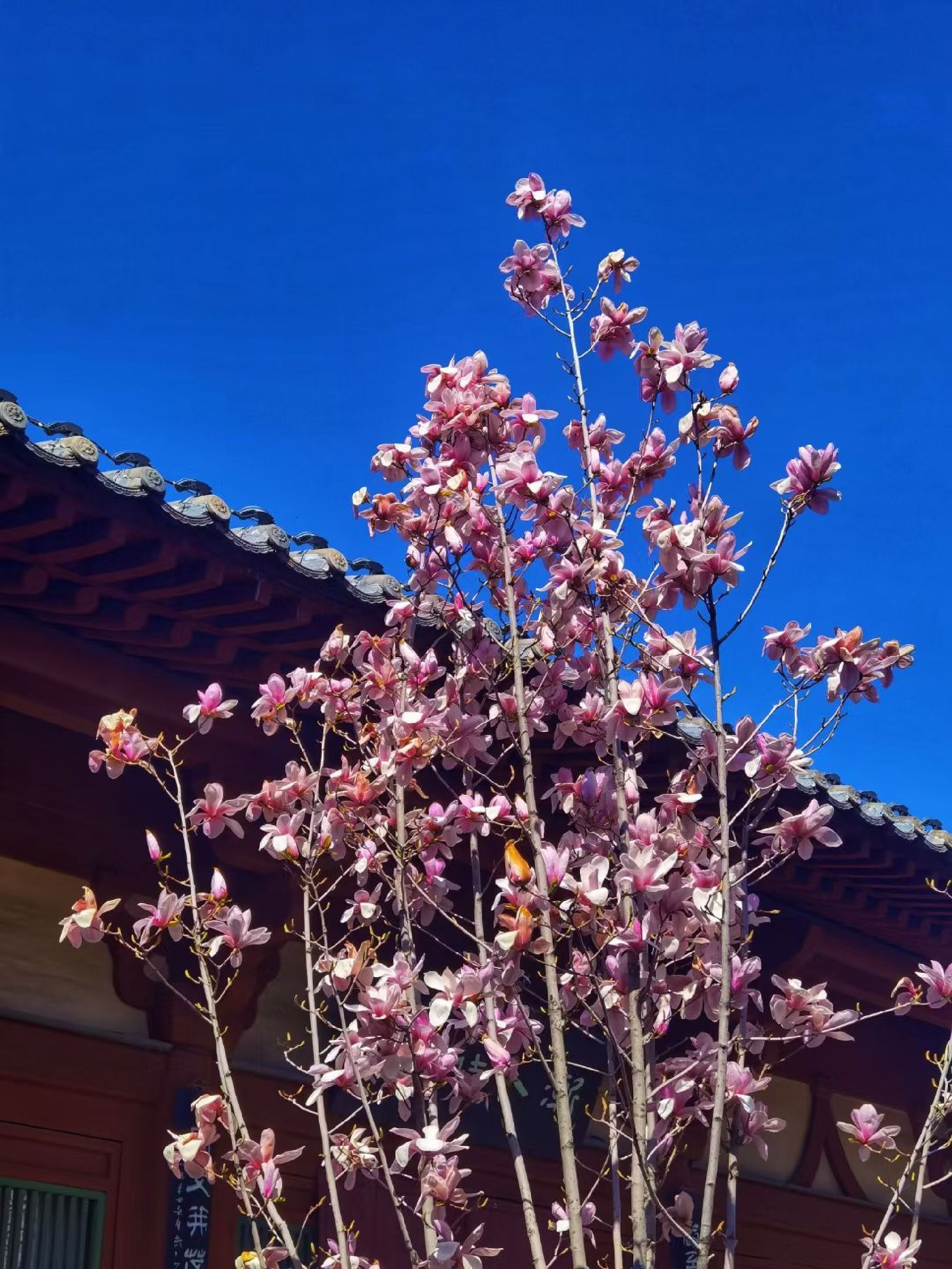 清河公园(暂停开放)