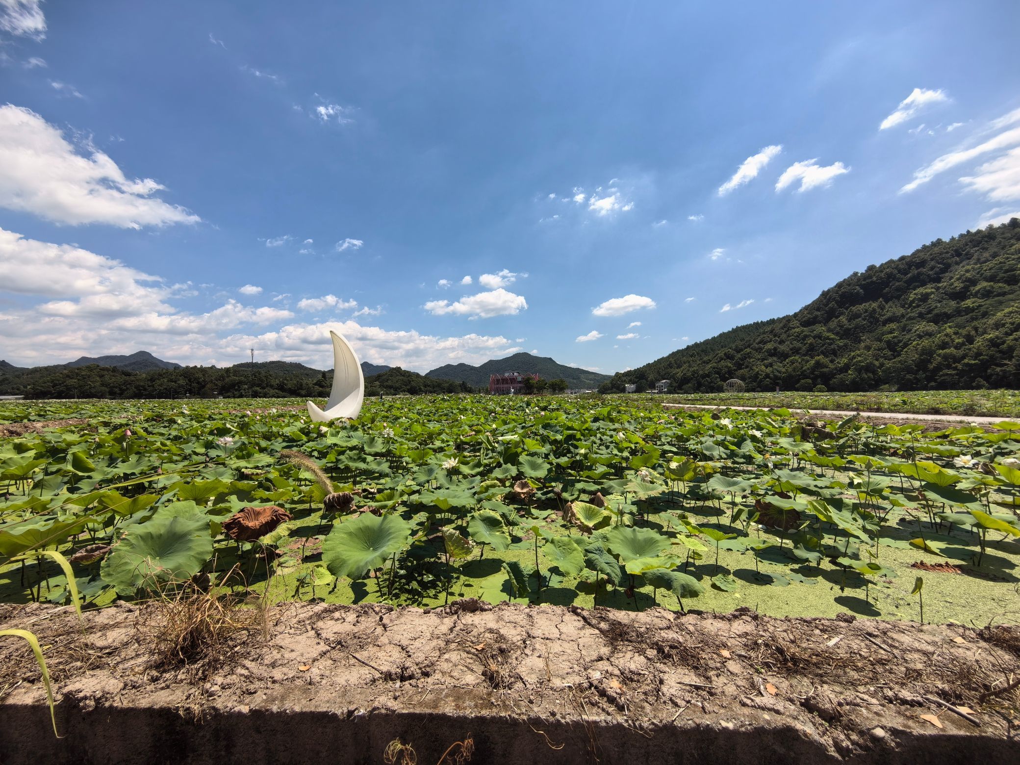 天池荷花风景区旅行图片