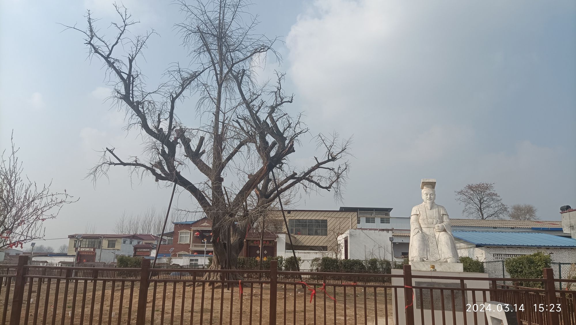许村白果树旅行图片