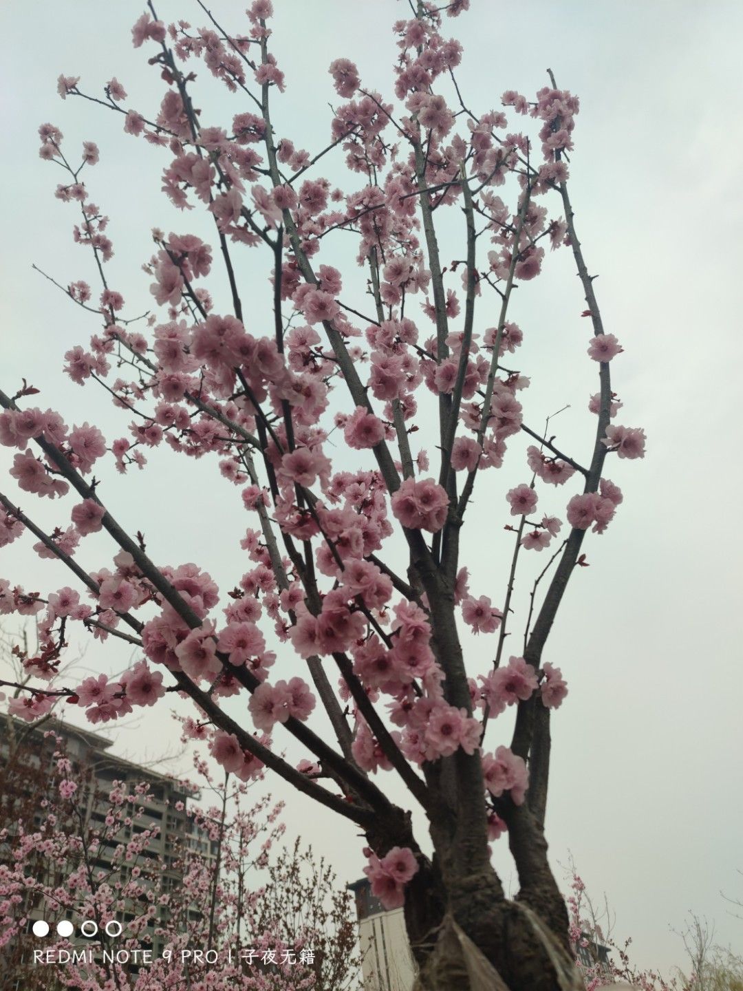 棠邑公园