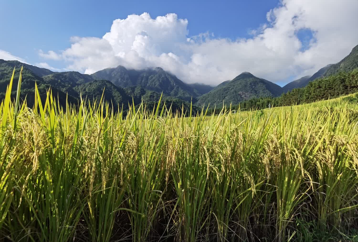 黑山梯田