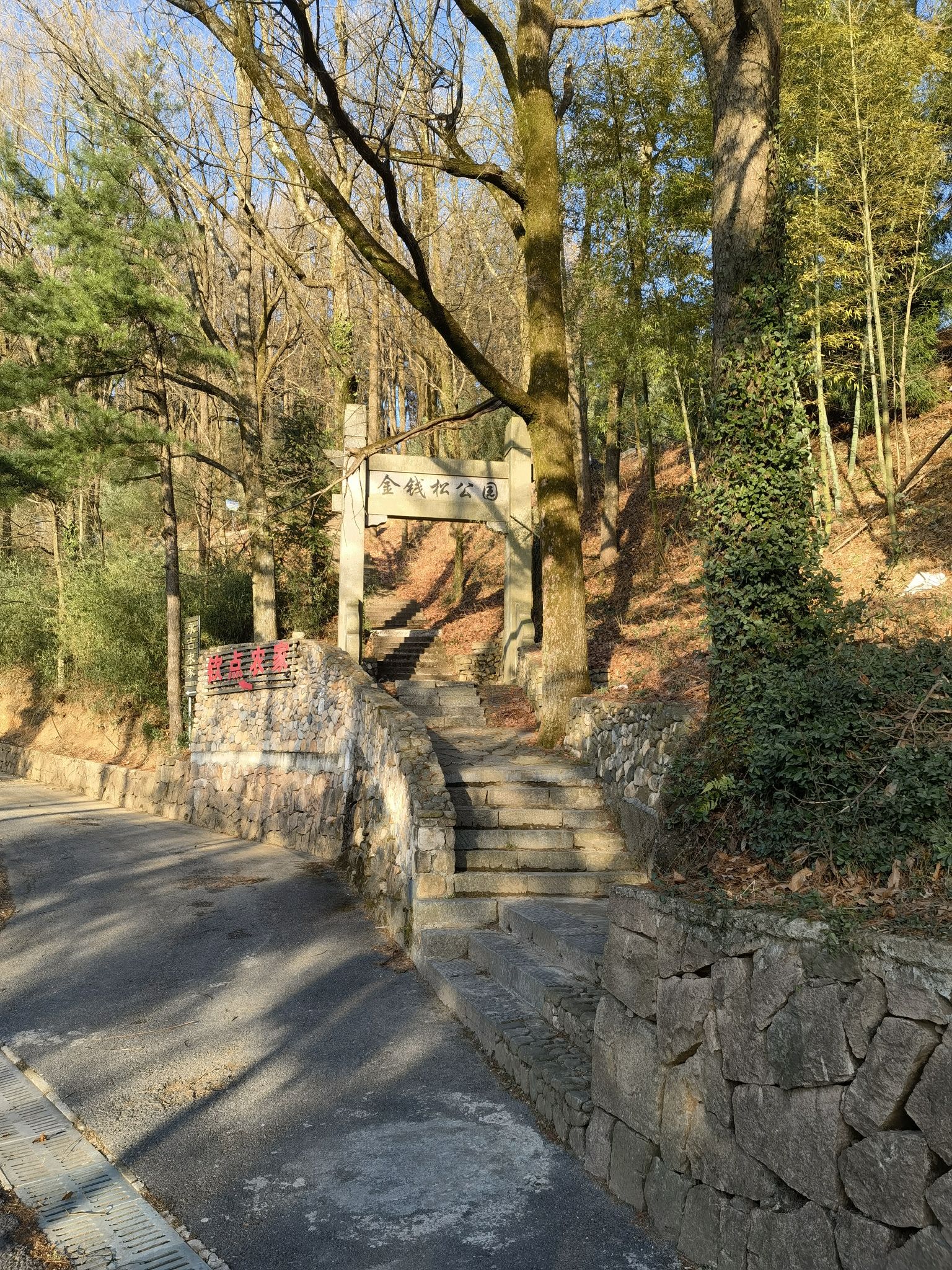 金钱松公园旅行图片