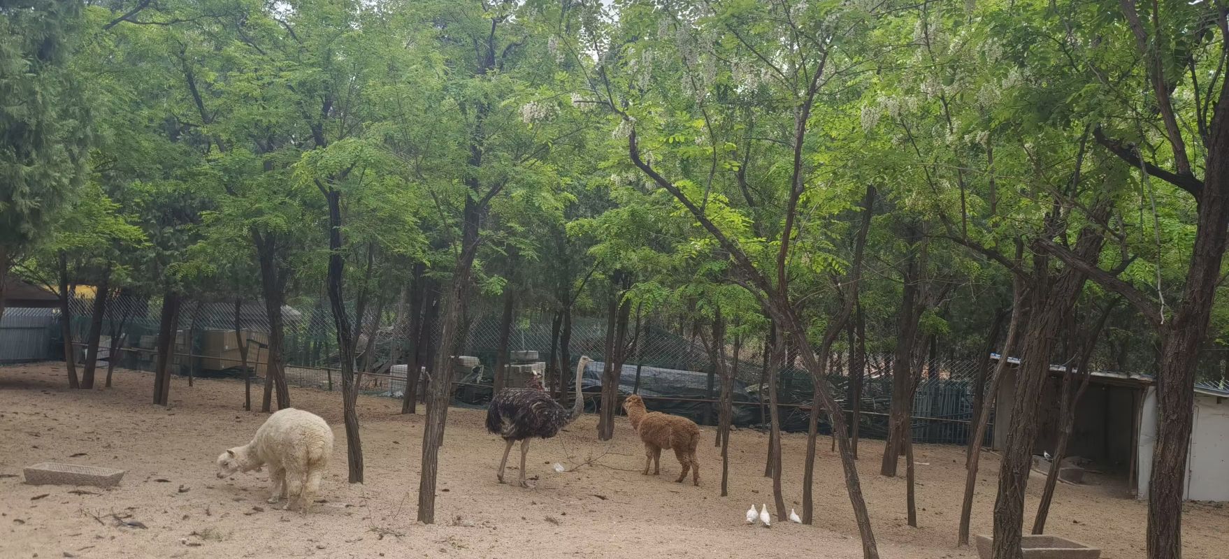 白马山公园旅行图片