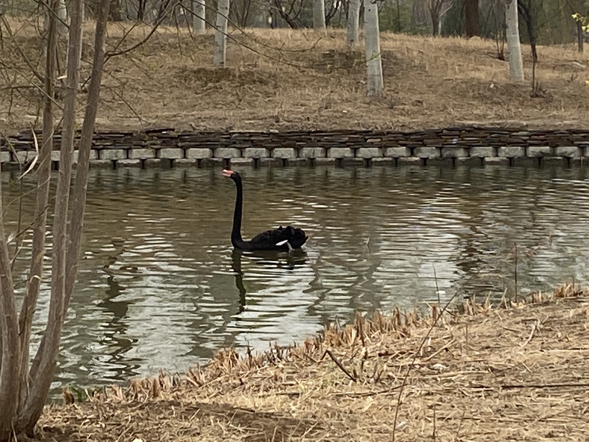 官庄公园旅行图片