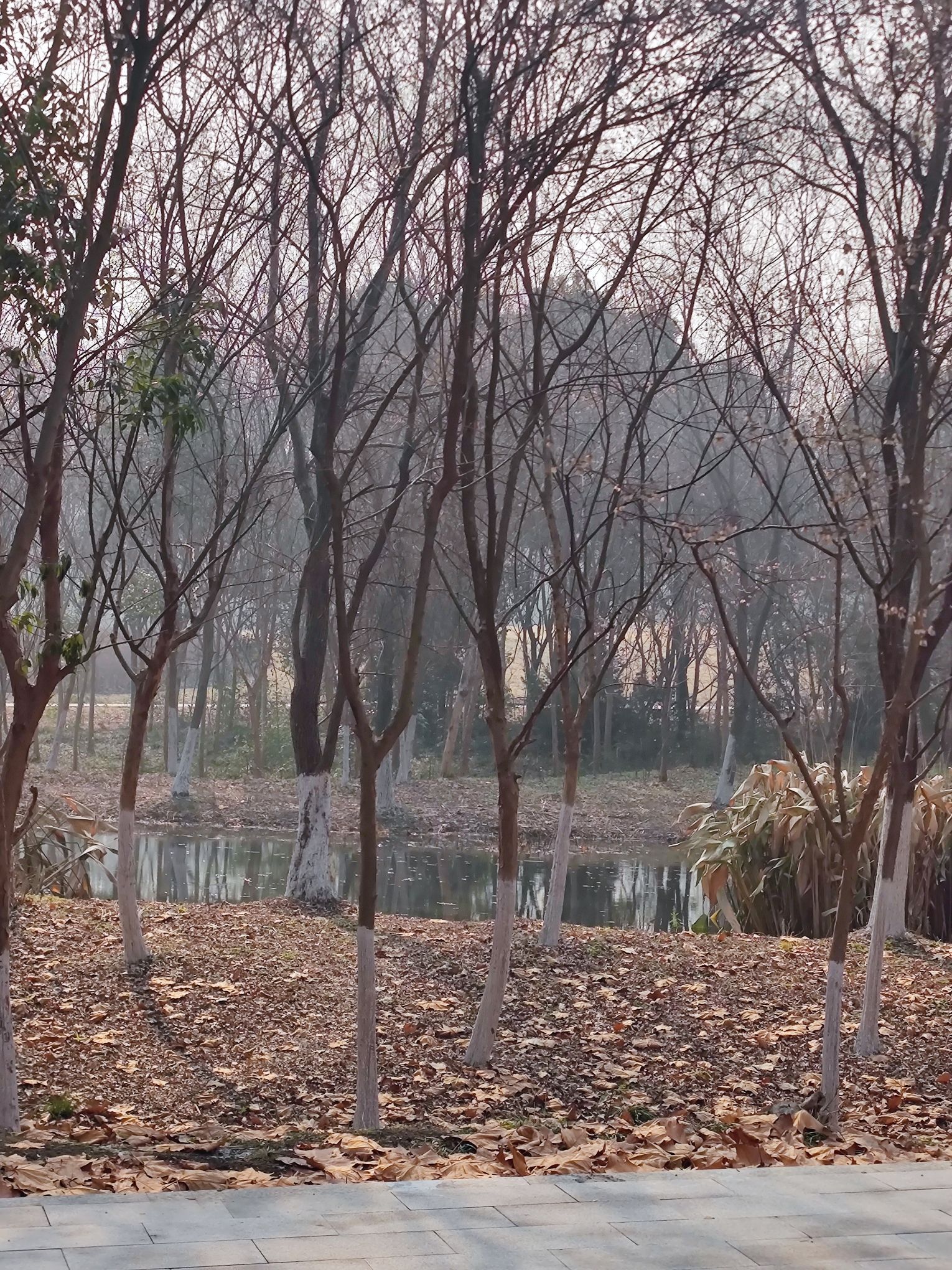蜀峰湾南湖生态公园(蜀峰湾公园)旅行图片