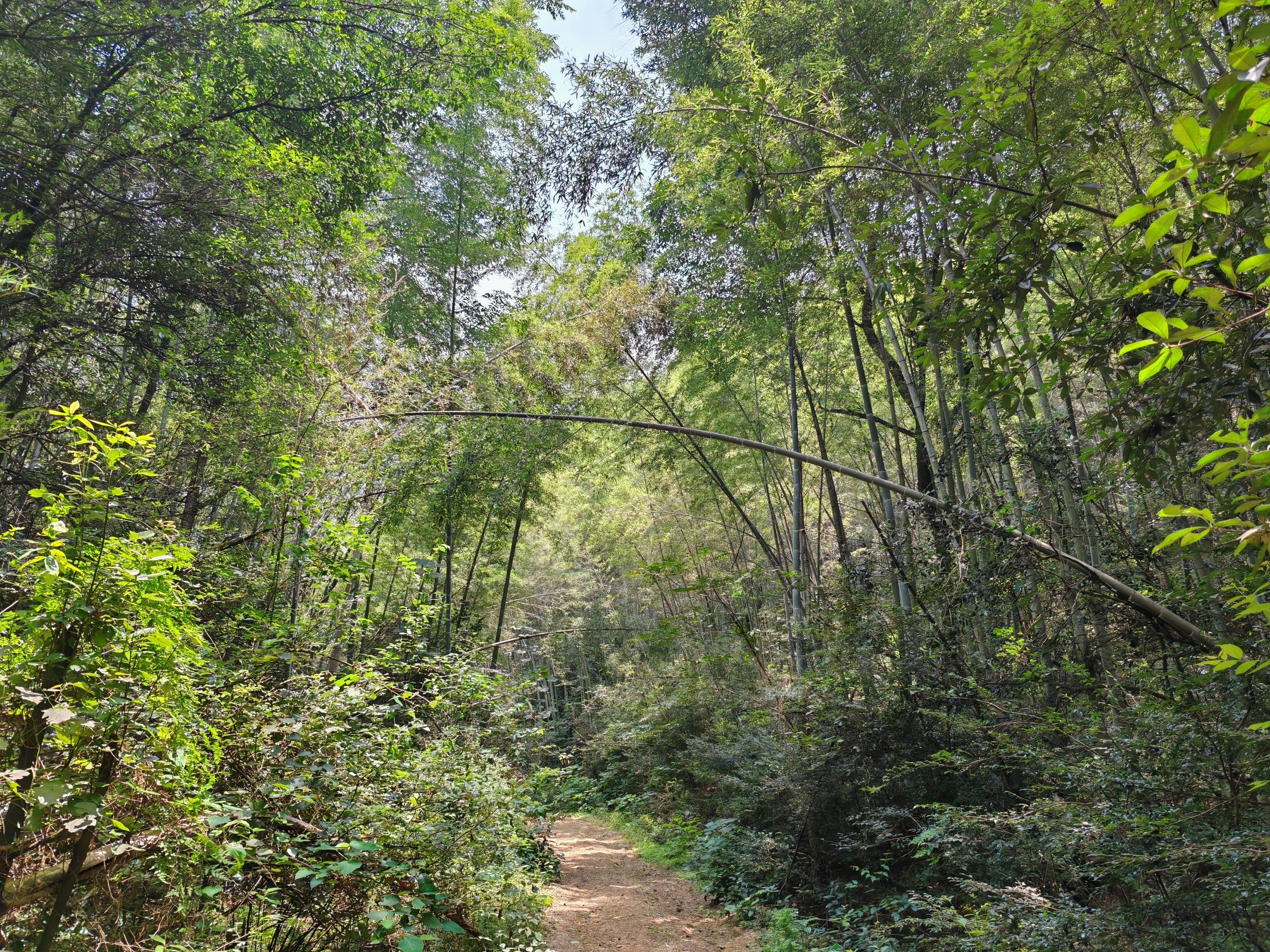 毛栗冲森林公园