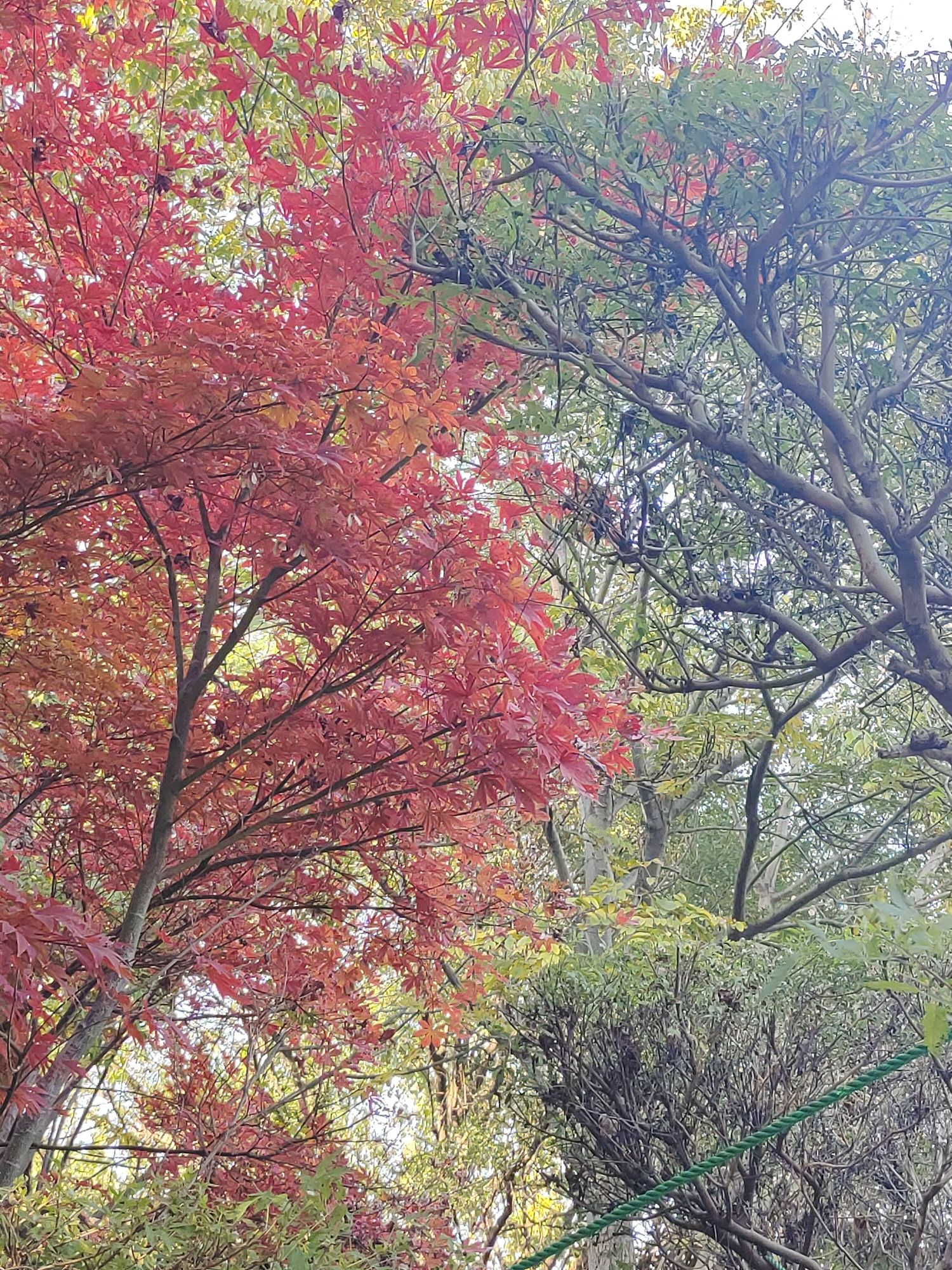 郑州植物园-彩叶园