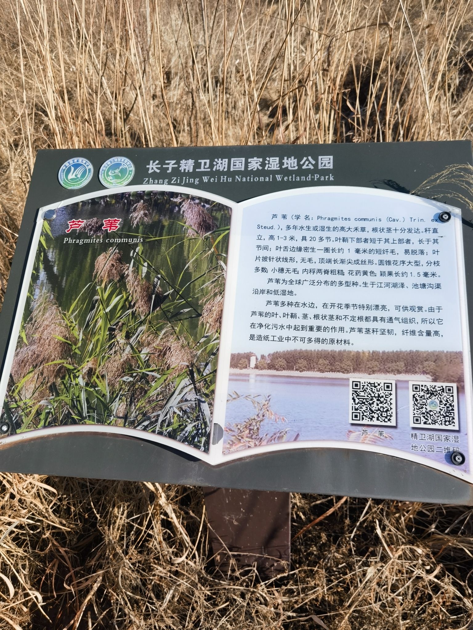 精卫湖国家湿地公园旅行图片