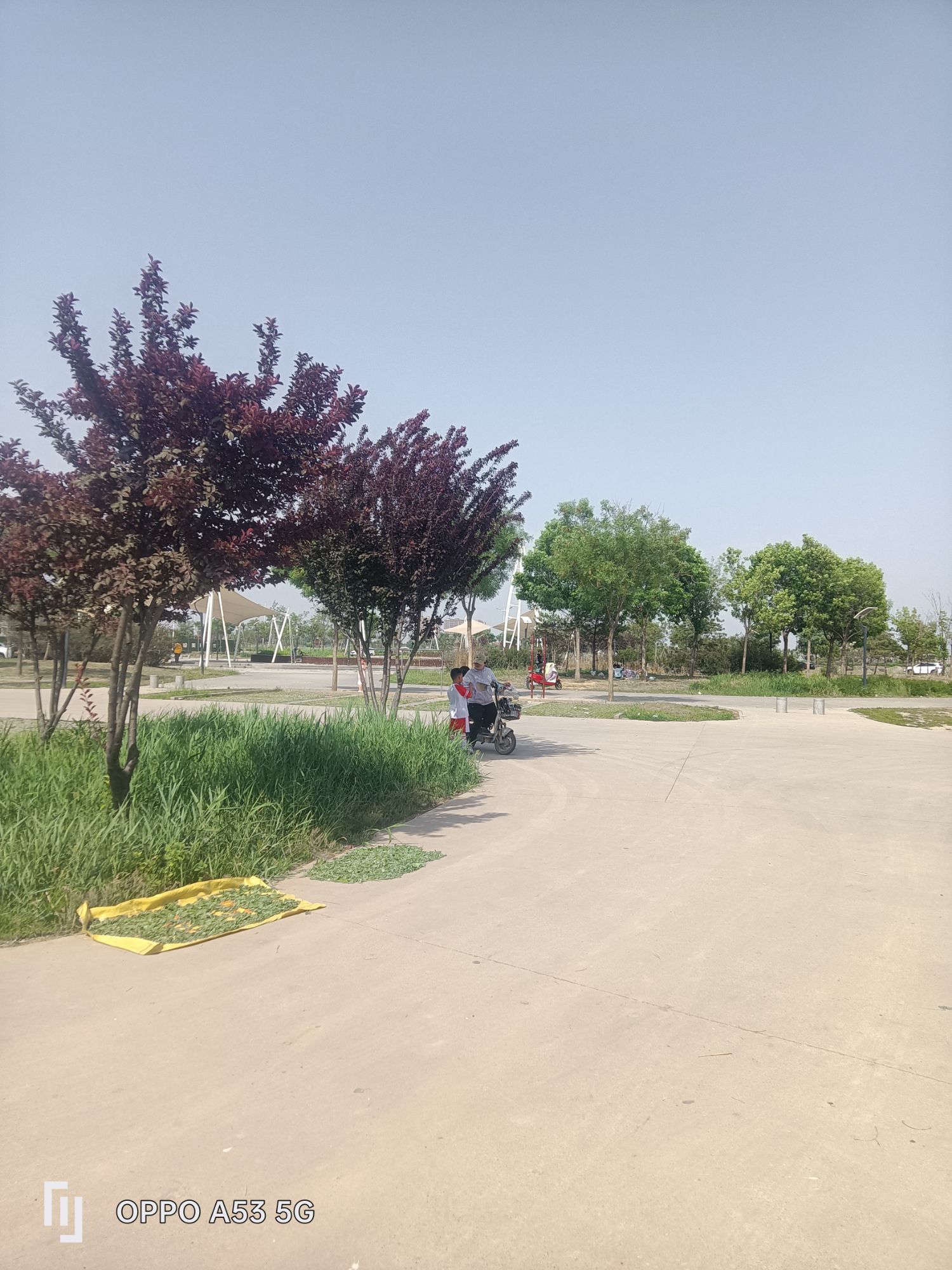 胜芳湿地公园
