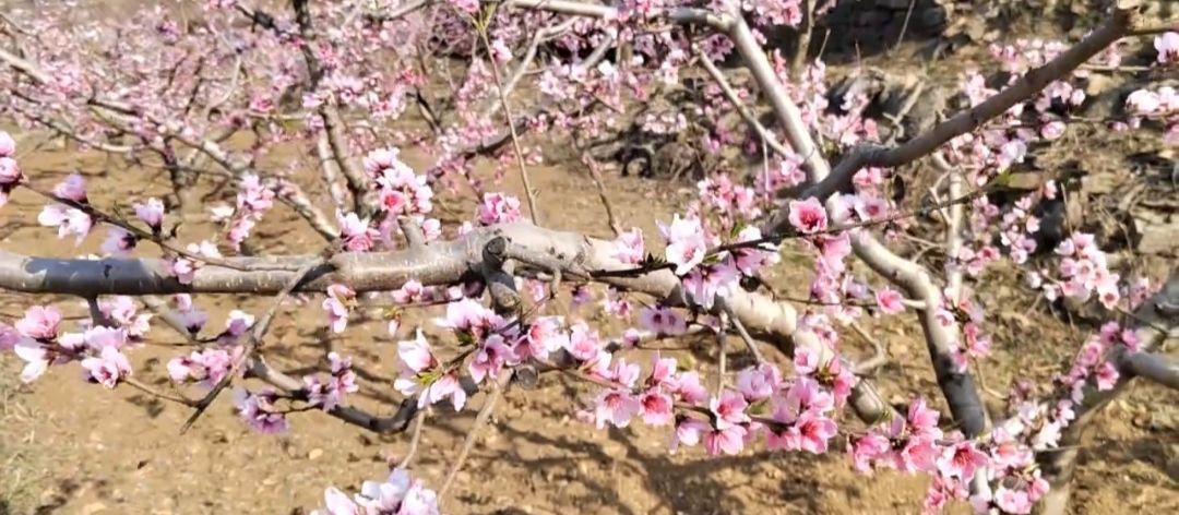 安丘辉渠桃花节主会场