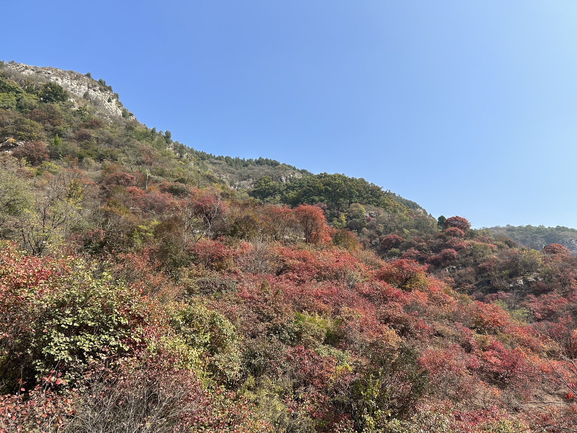 蒙山龙头崮红叶谷
