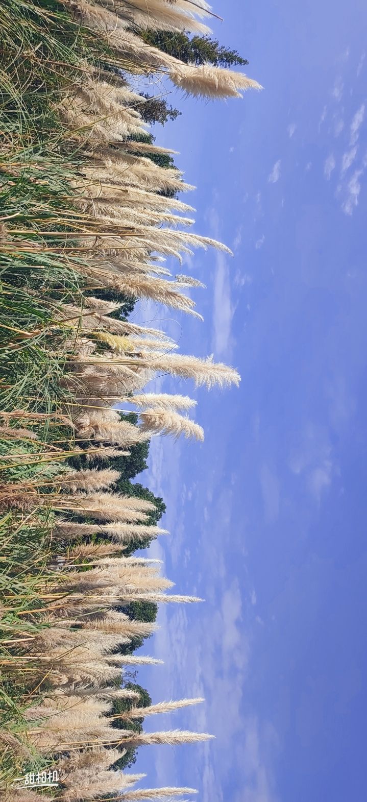 阳朗湿地公园