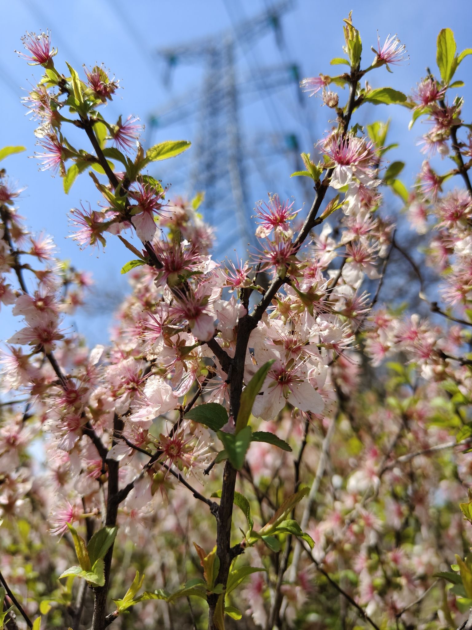 中国医药城中草药植物园
