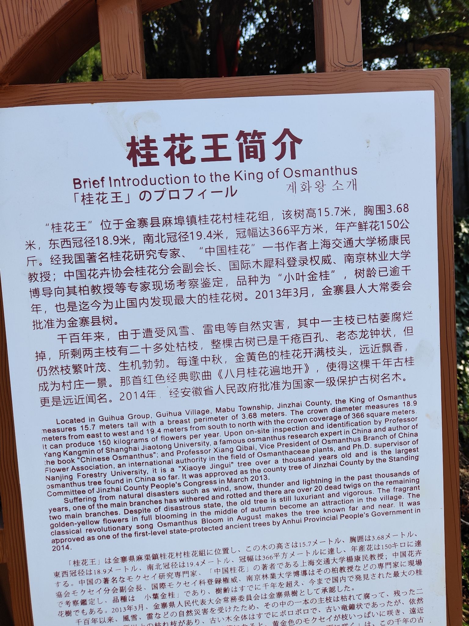 金寨桂花王景区