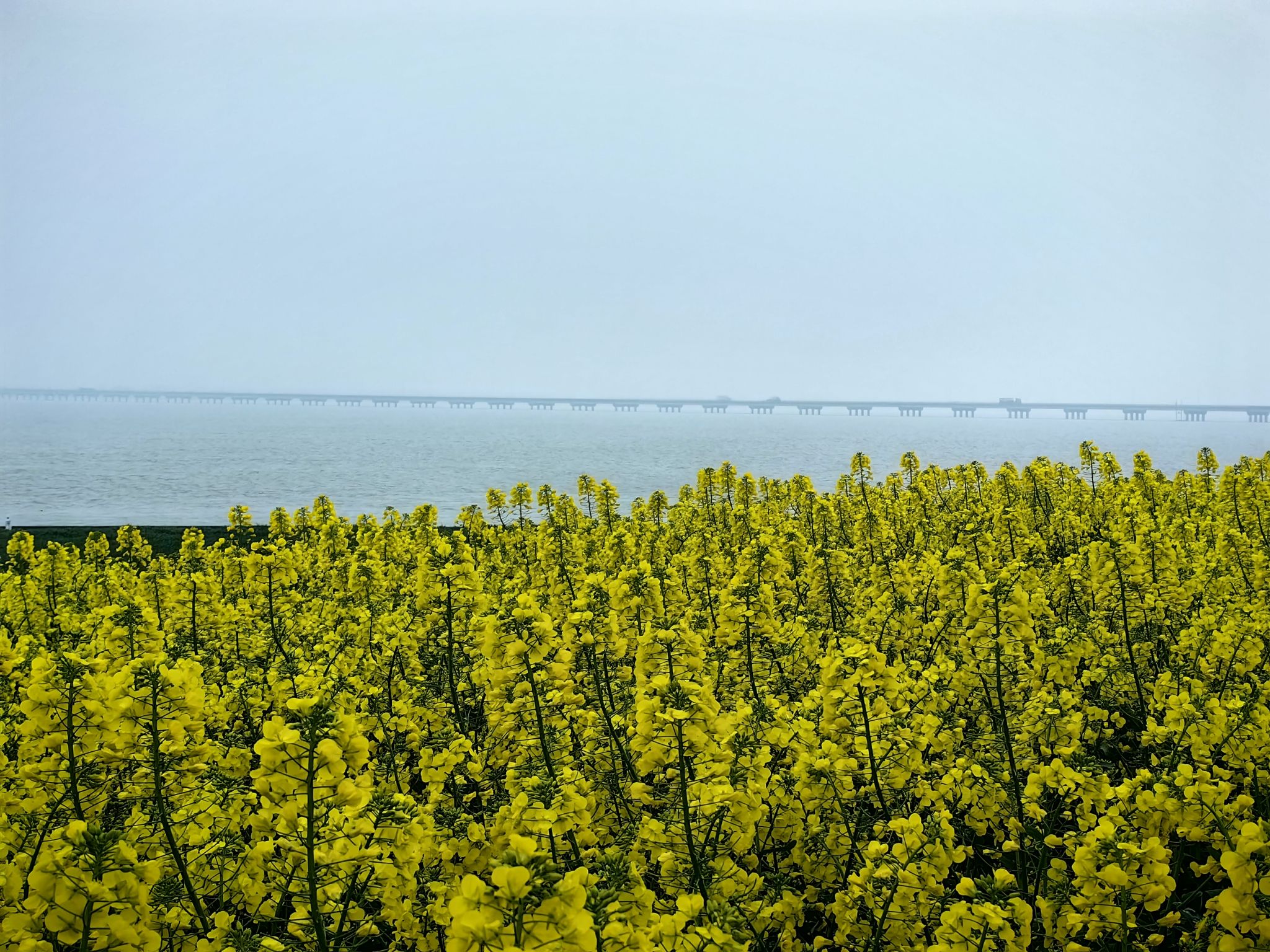 滨湖油菜花海