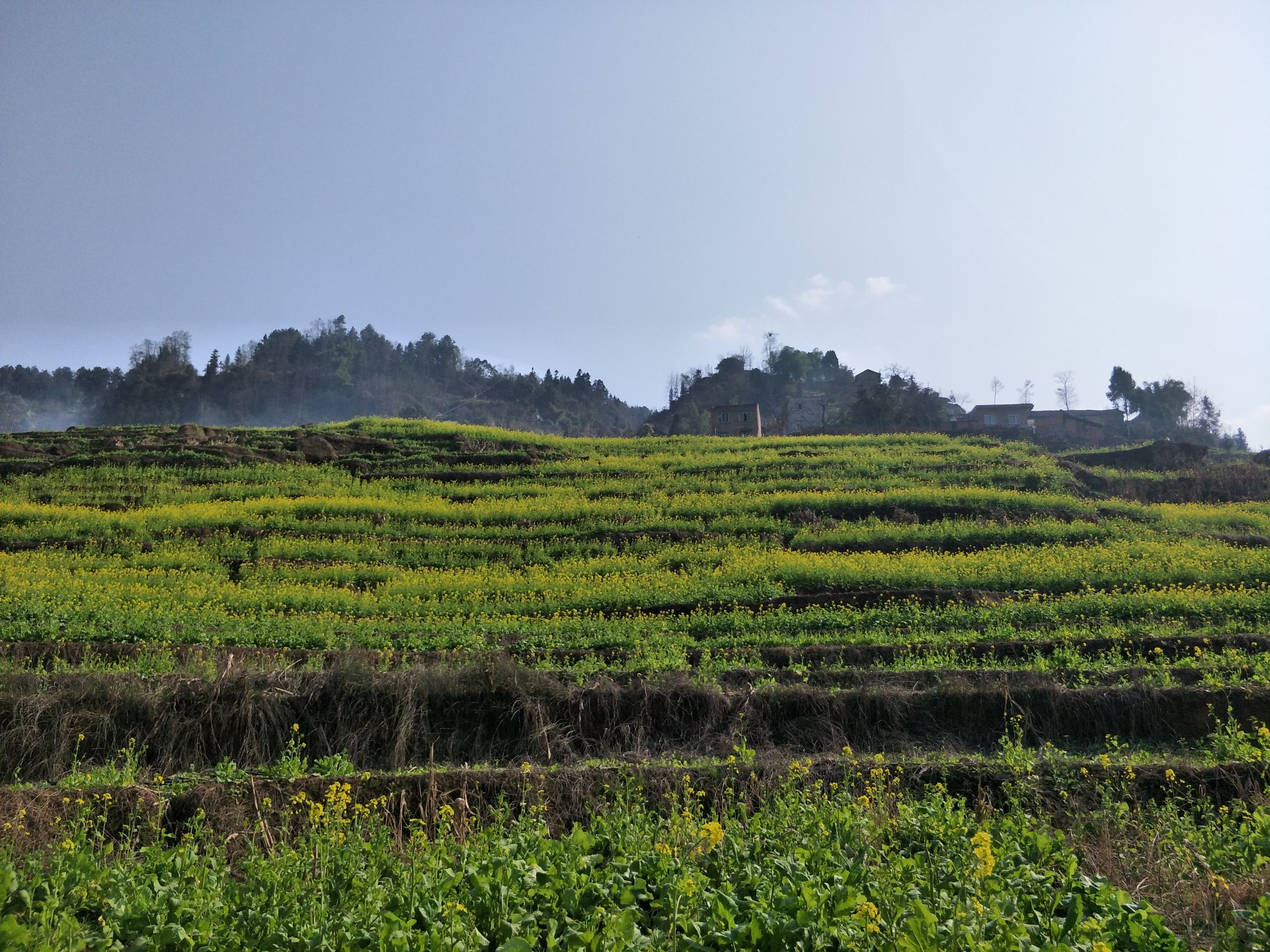 中都镇万亩油菜花田旅行图片