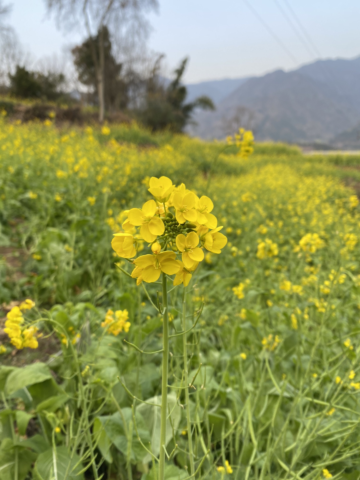 中都镇万亩油菜花田旅行图片