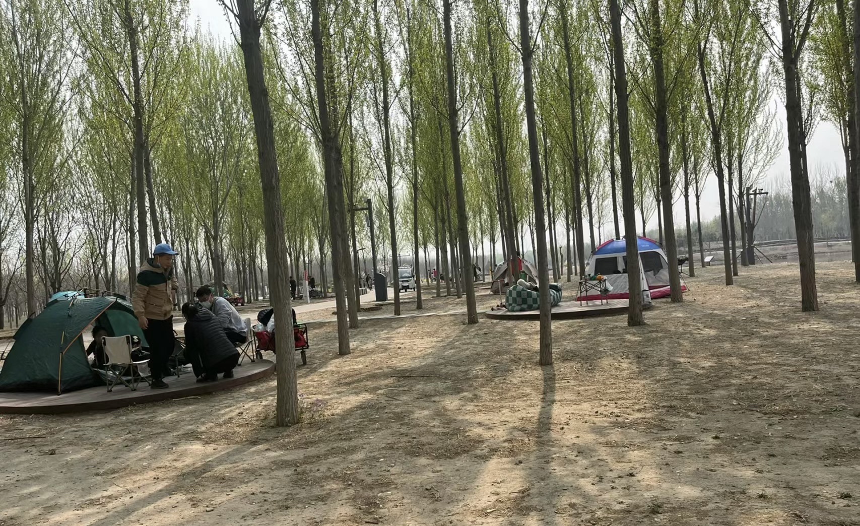 泰兴市东郊森林公园旅行图片