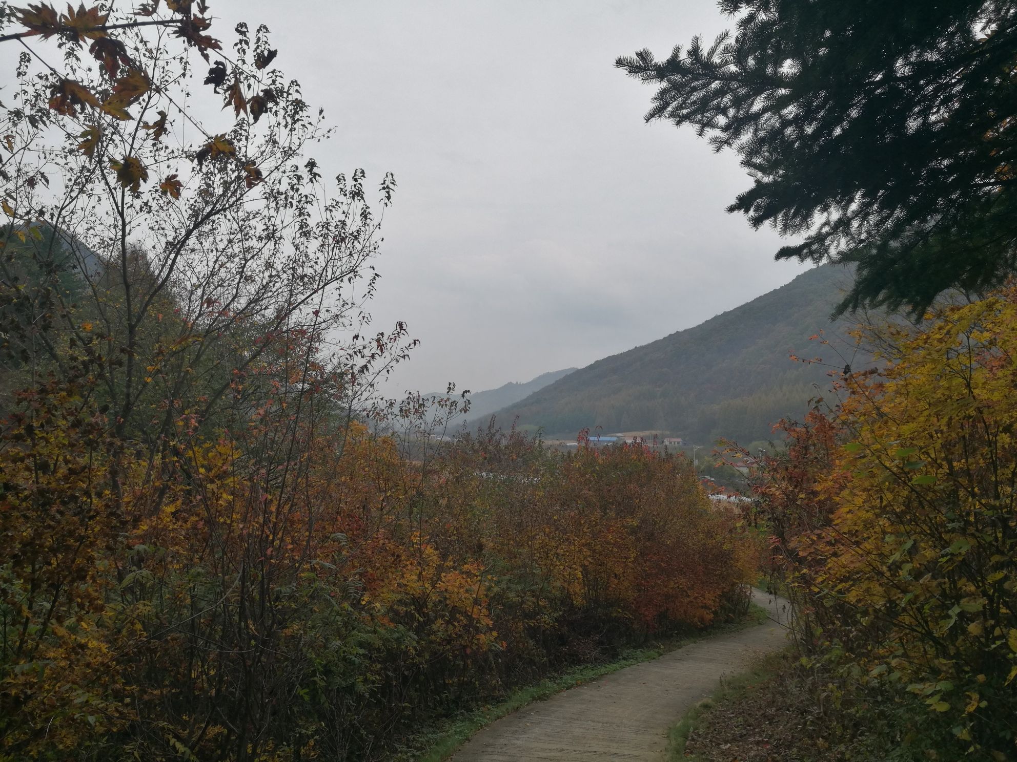 枫叶谷栈道旅行图片