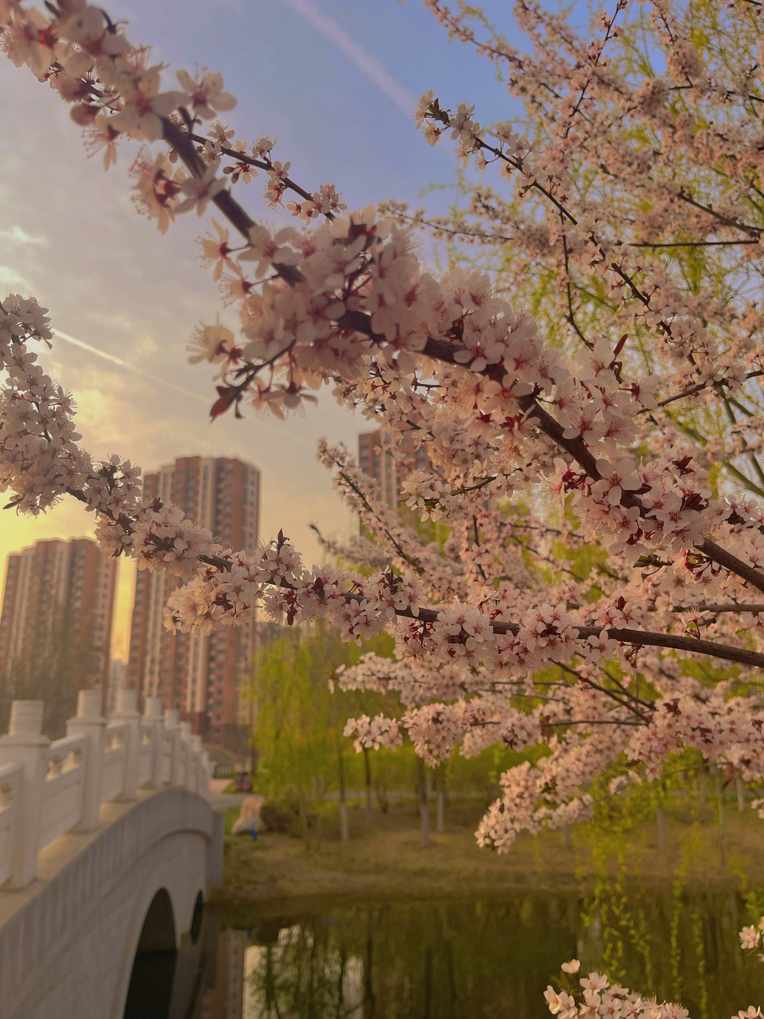 双青公园旅行图片