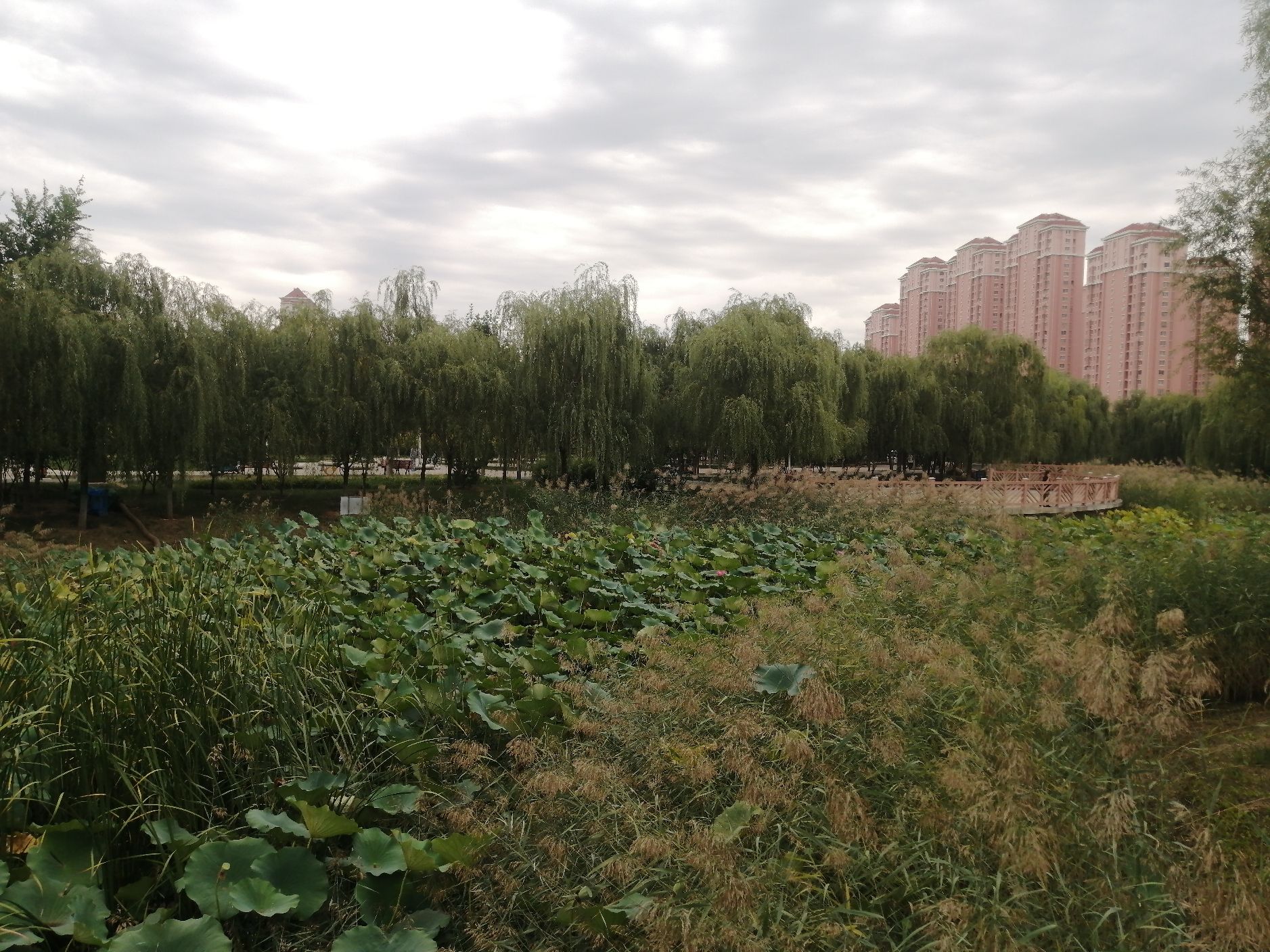 双青公园旅行图片
