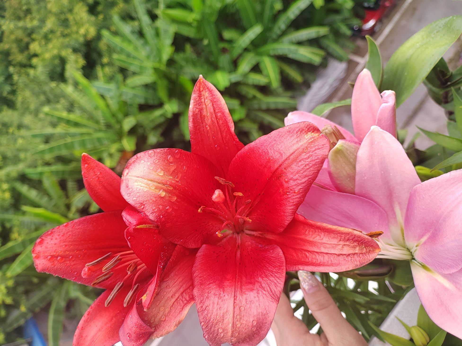 花城果乡