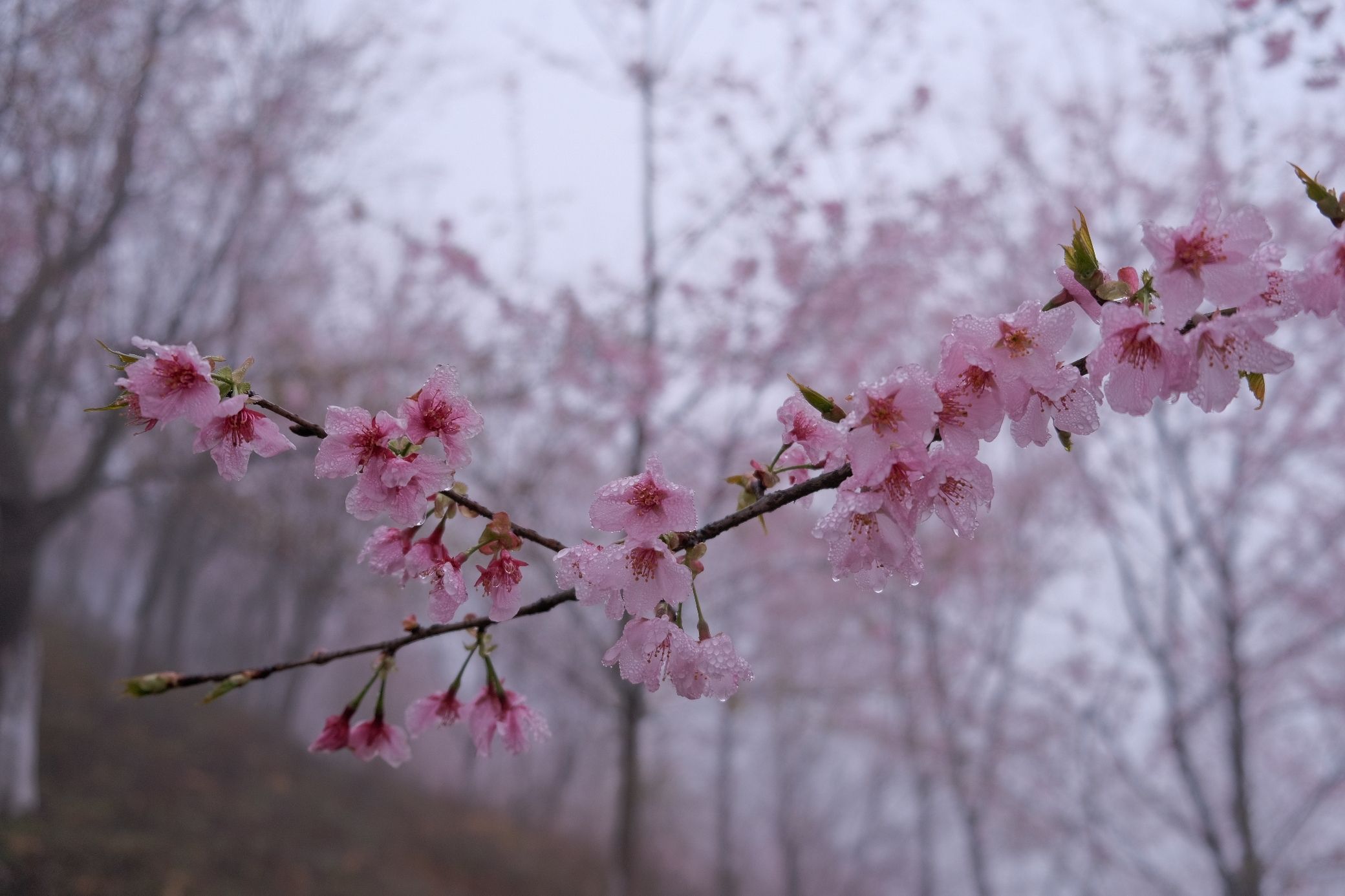 大田屏山·仙居山樱花园