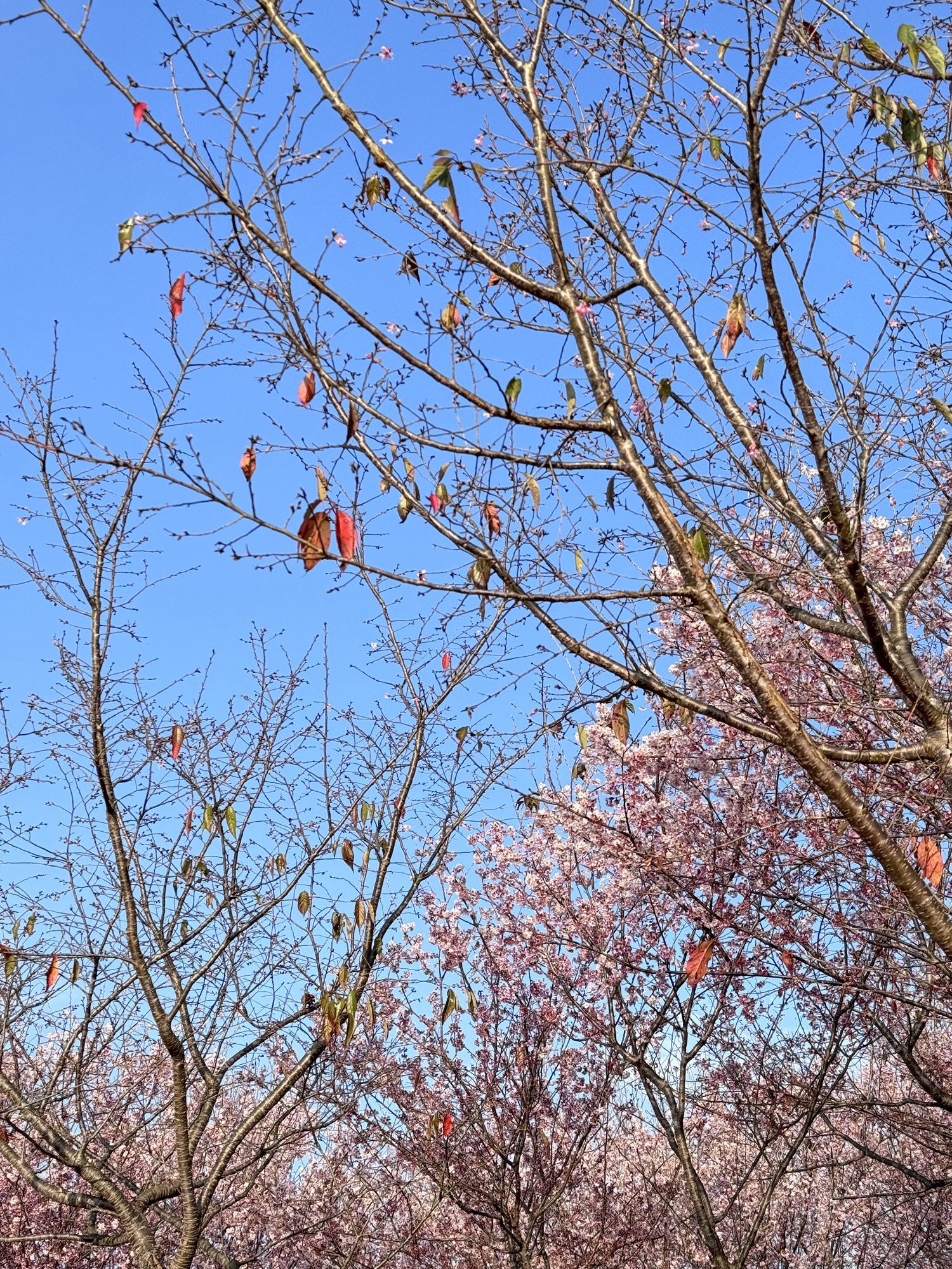 清流赖坊樱花园
