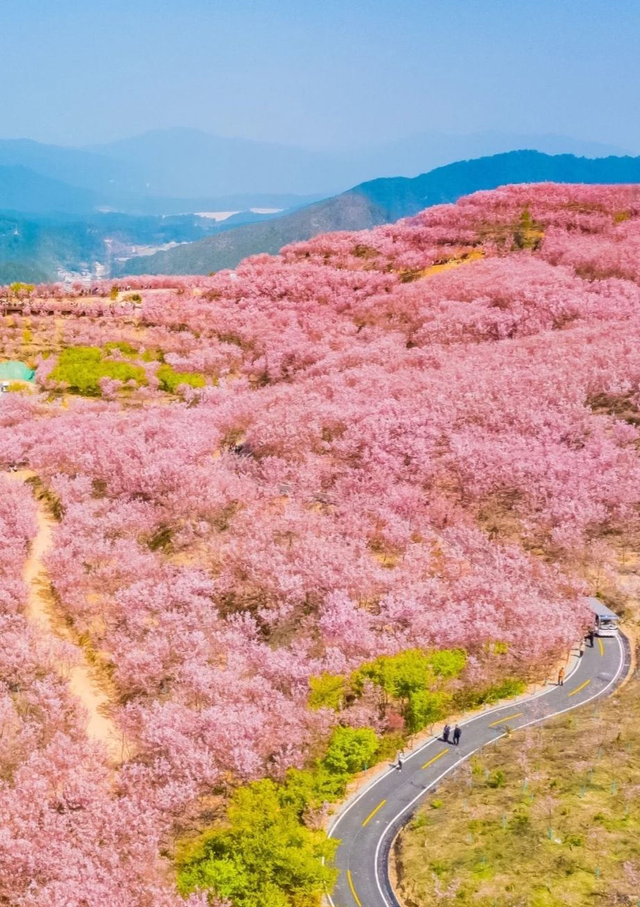 清流赖坊樱花园旅行图片