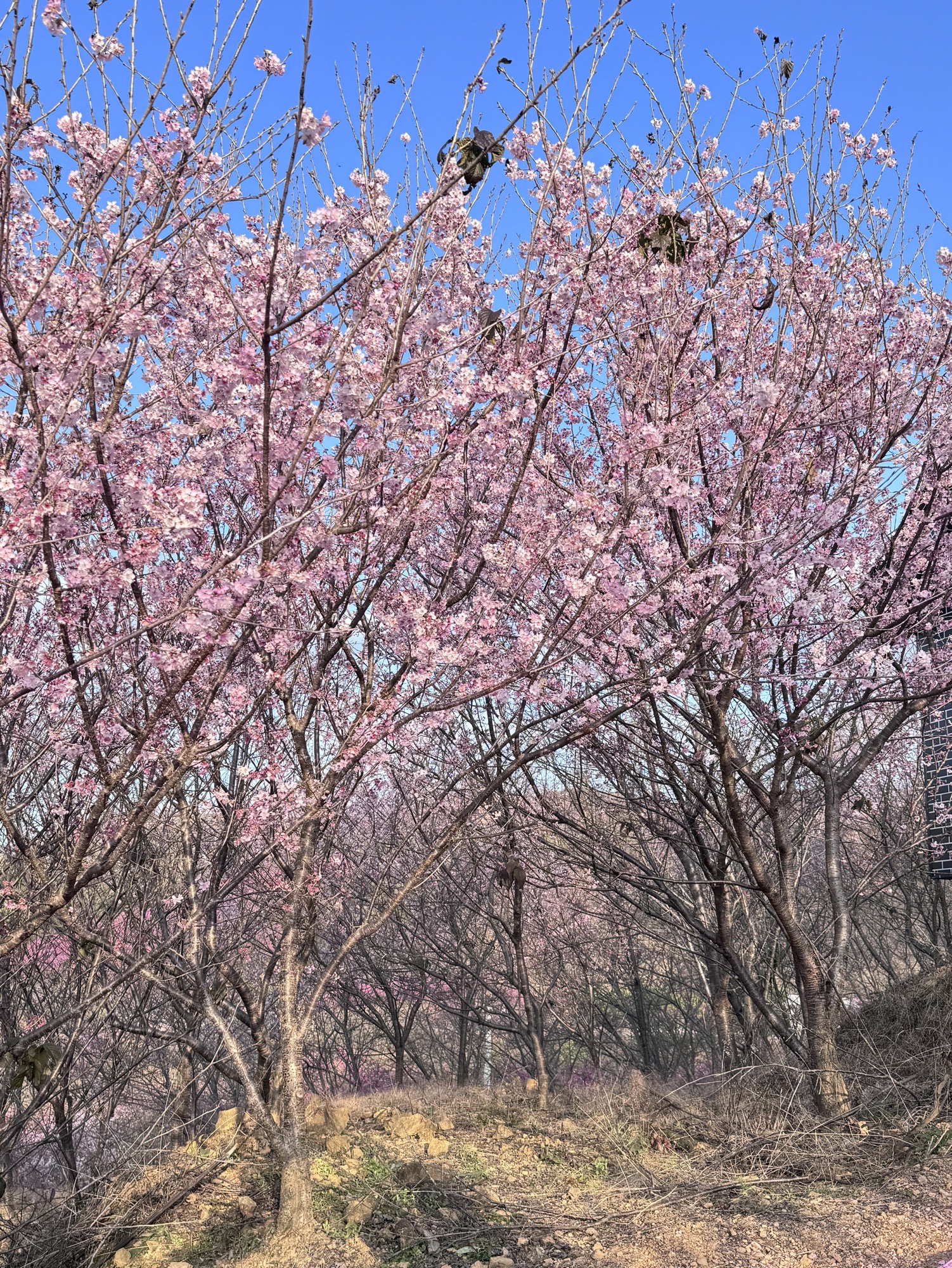 清流赖坊樱花园旅行图片