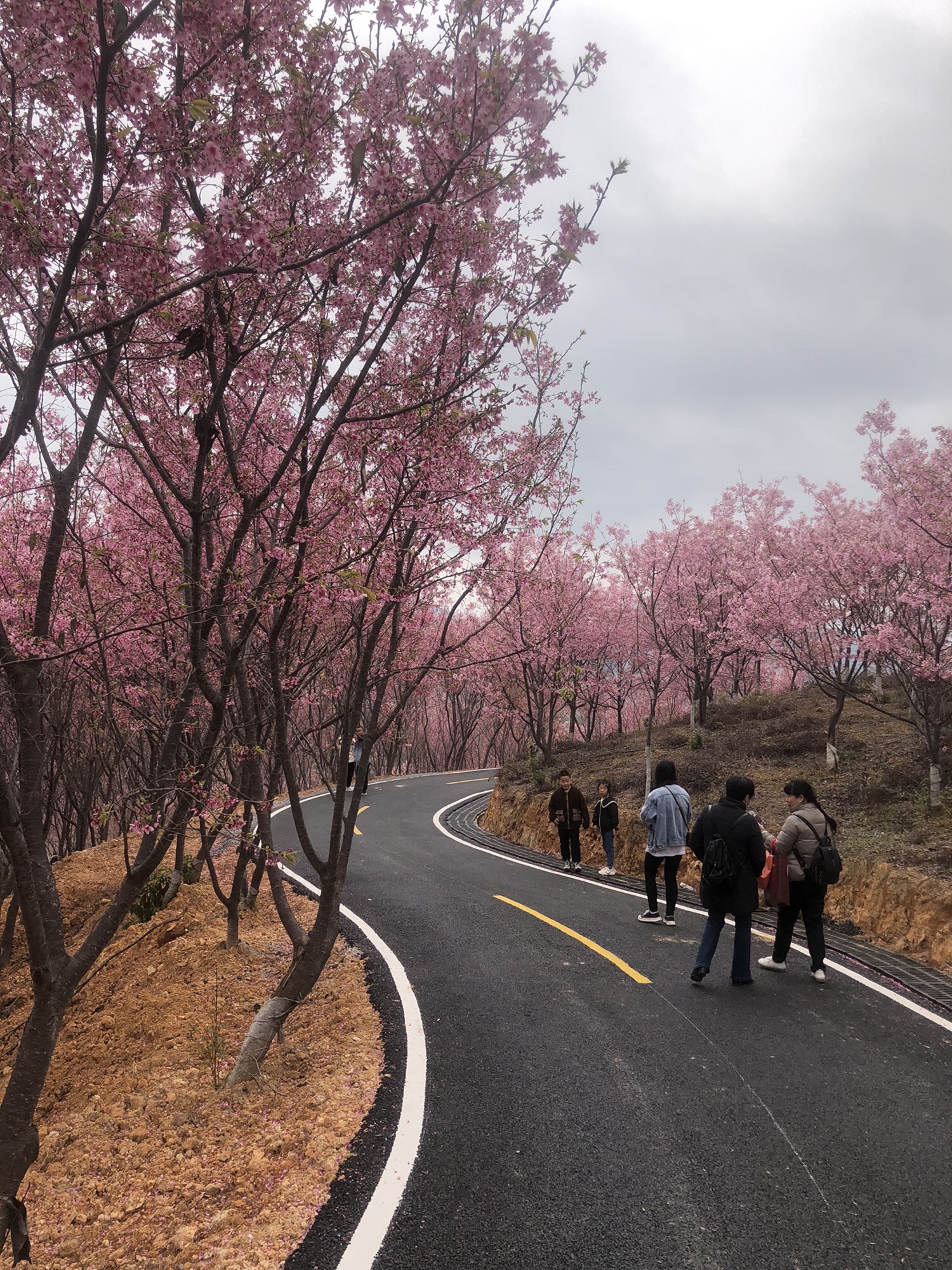 清流赖坊樱花园旅行图片