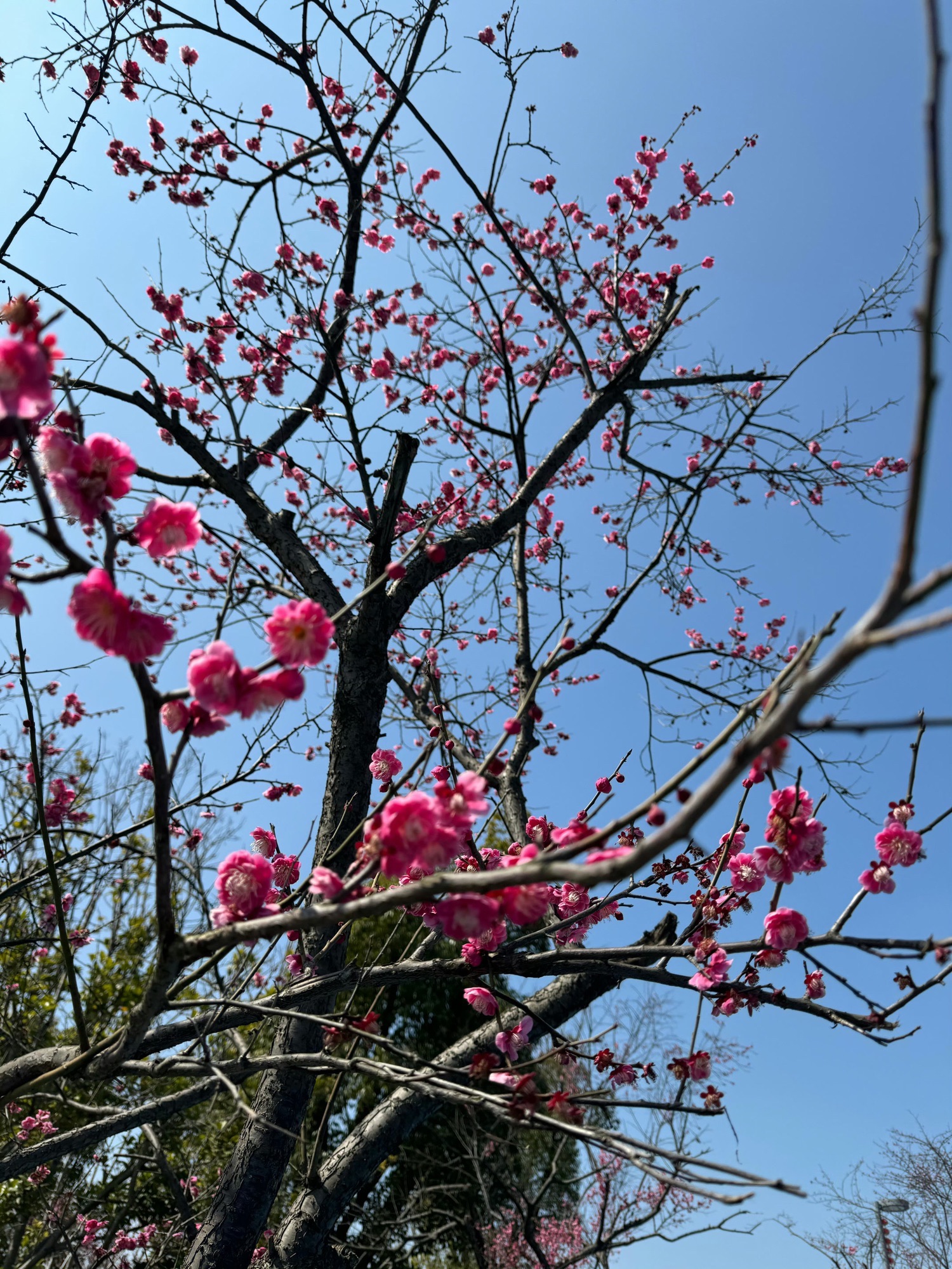 黄泗浦生态公园