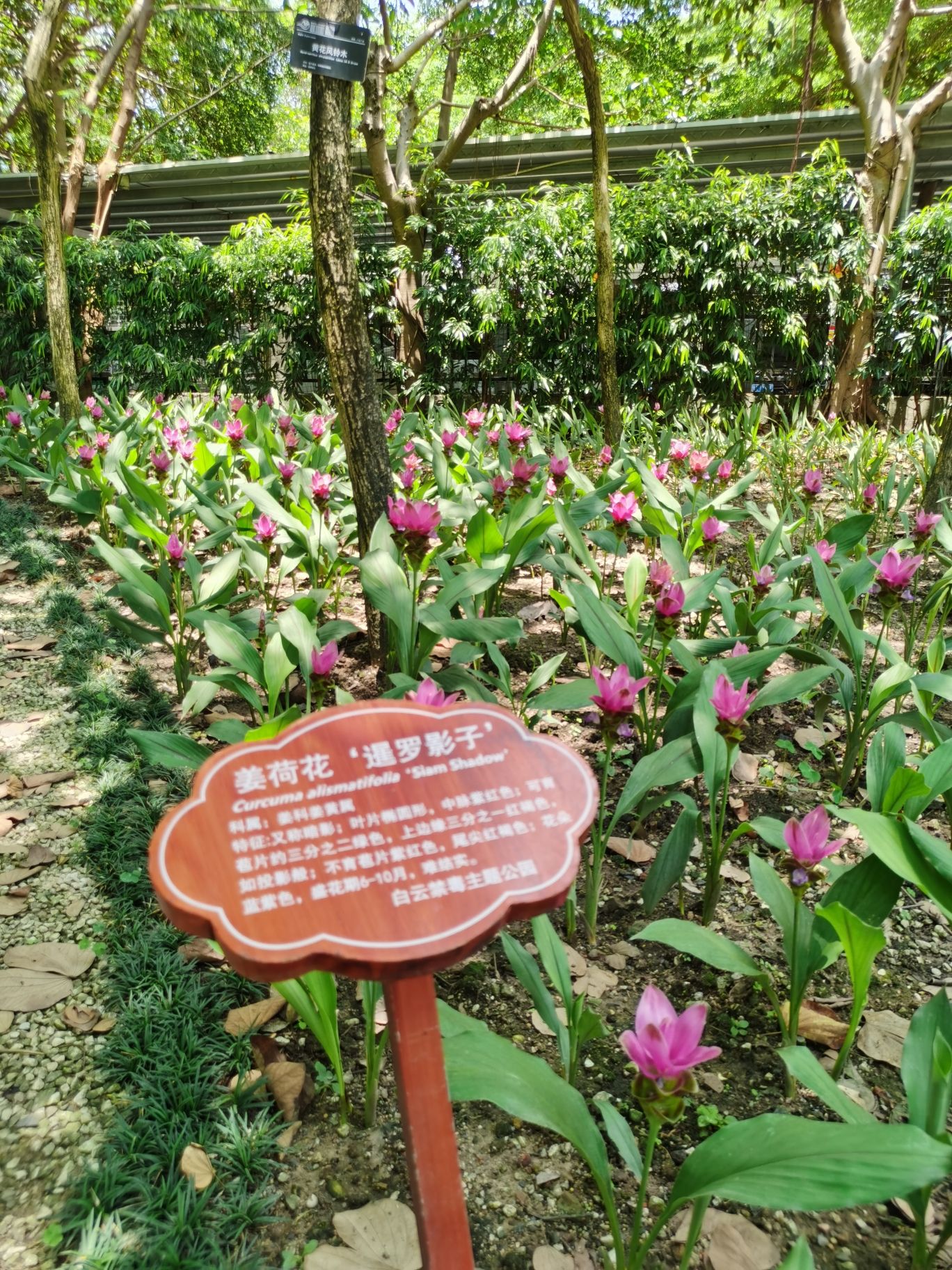 白云姜荷花公园