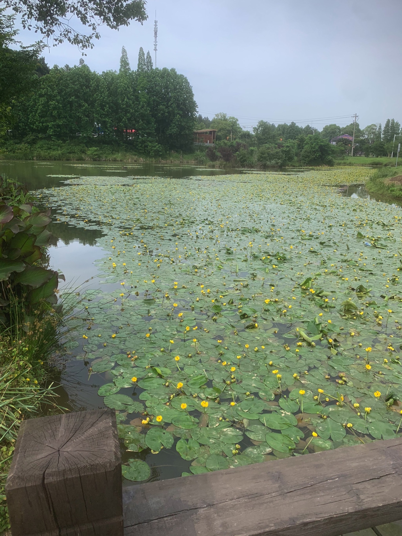 先锋小镇旅行图片