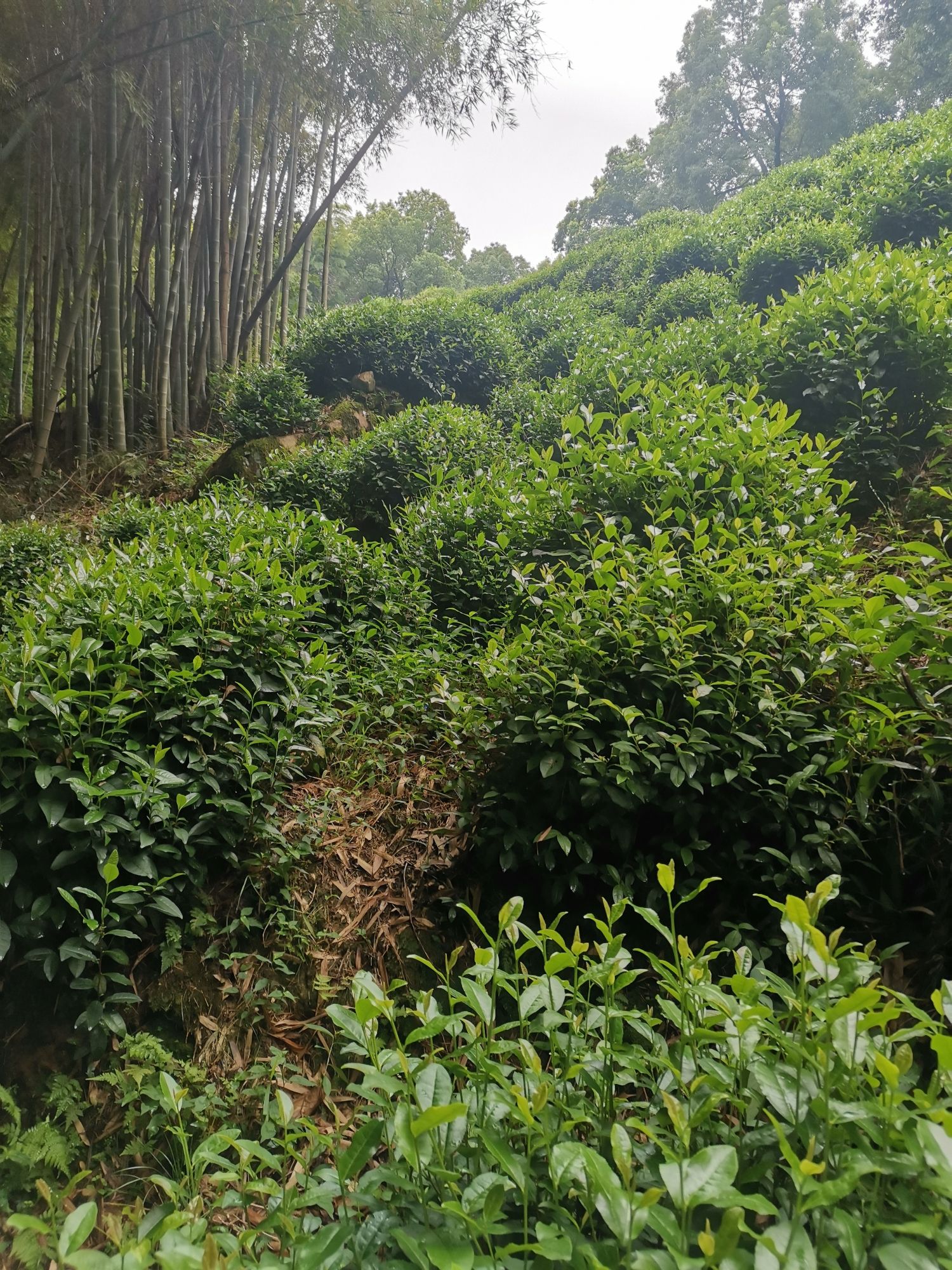 茶山古道
