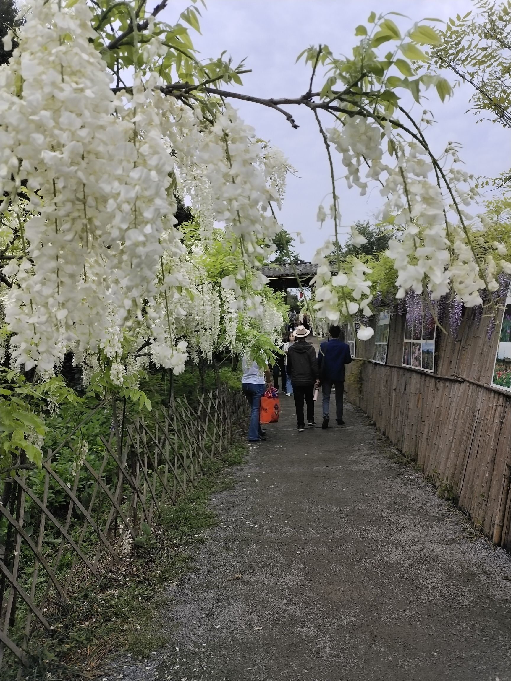 简陋田野旅行图片