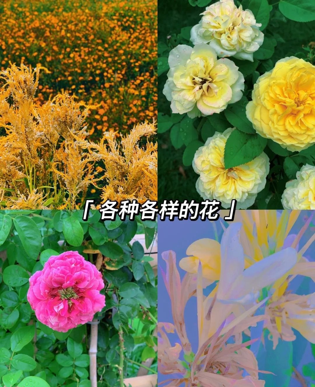 花千谷旅行图片