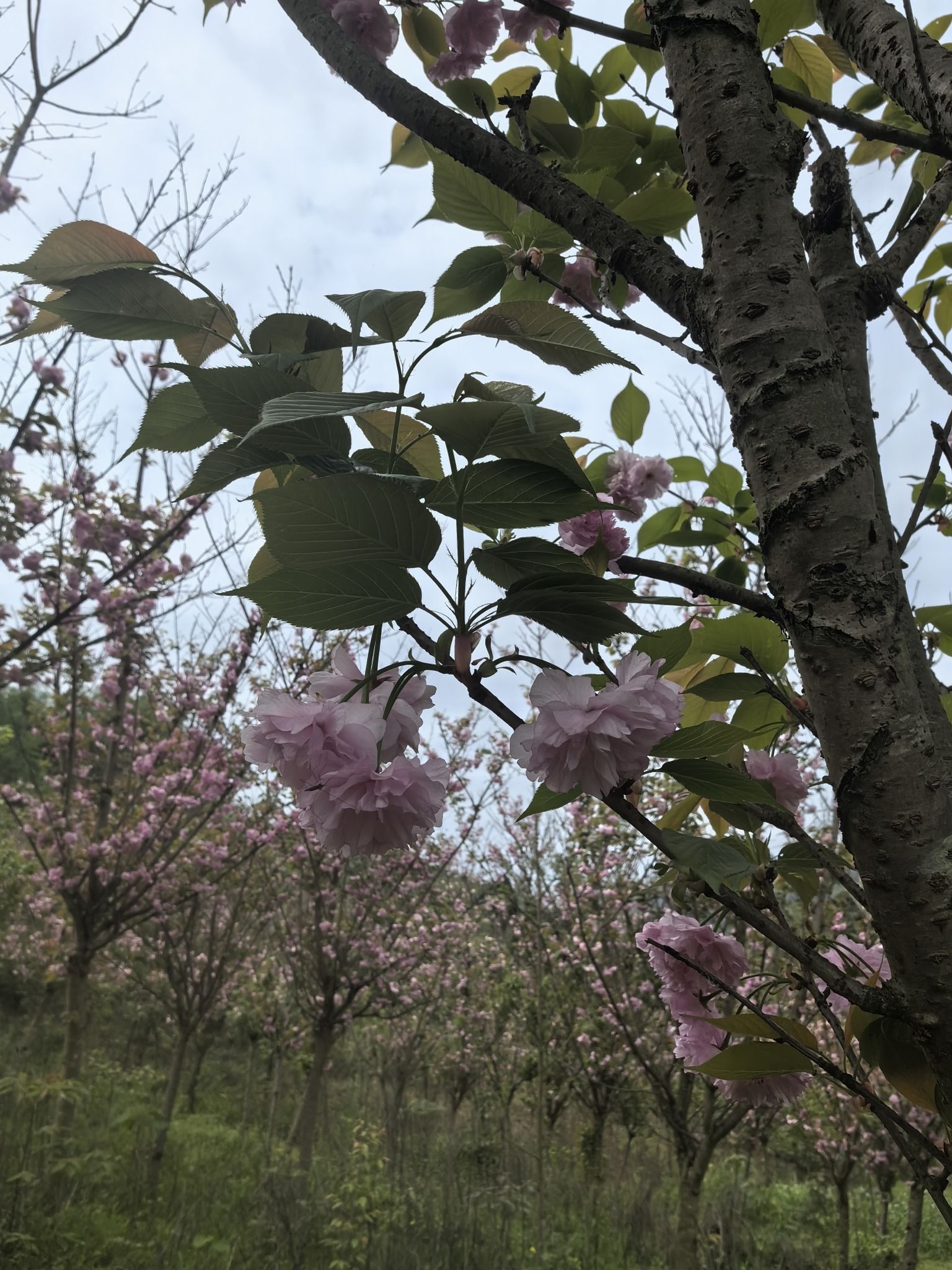 三郎樱缘谷